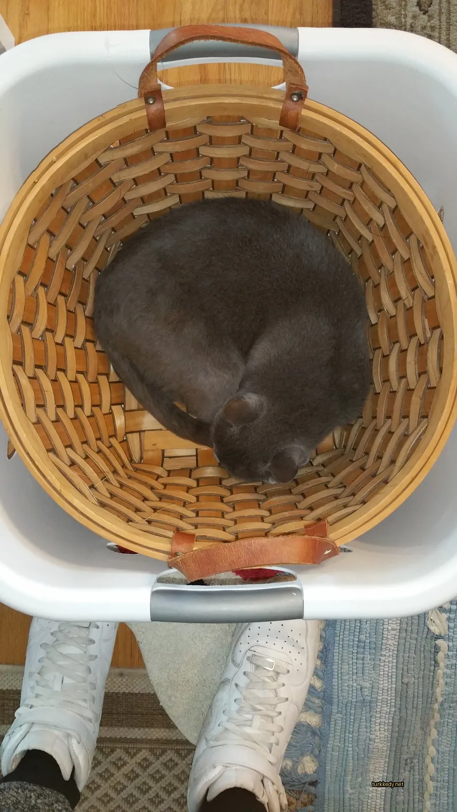 Gri bir kedi bir wicker sepette yuvarlak yatıyor.