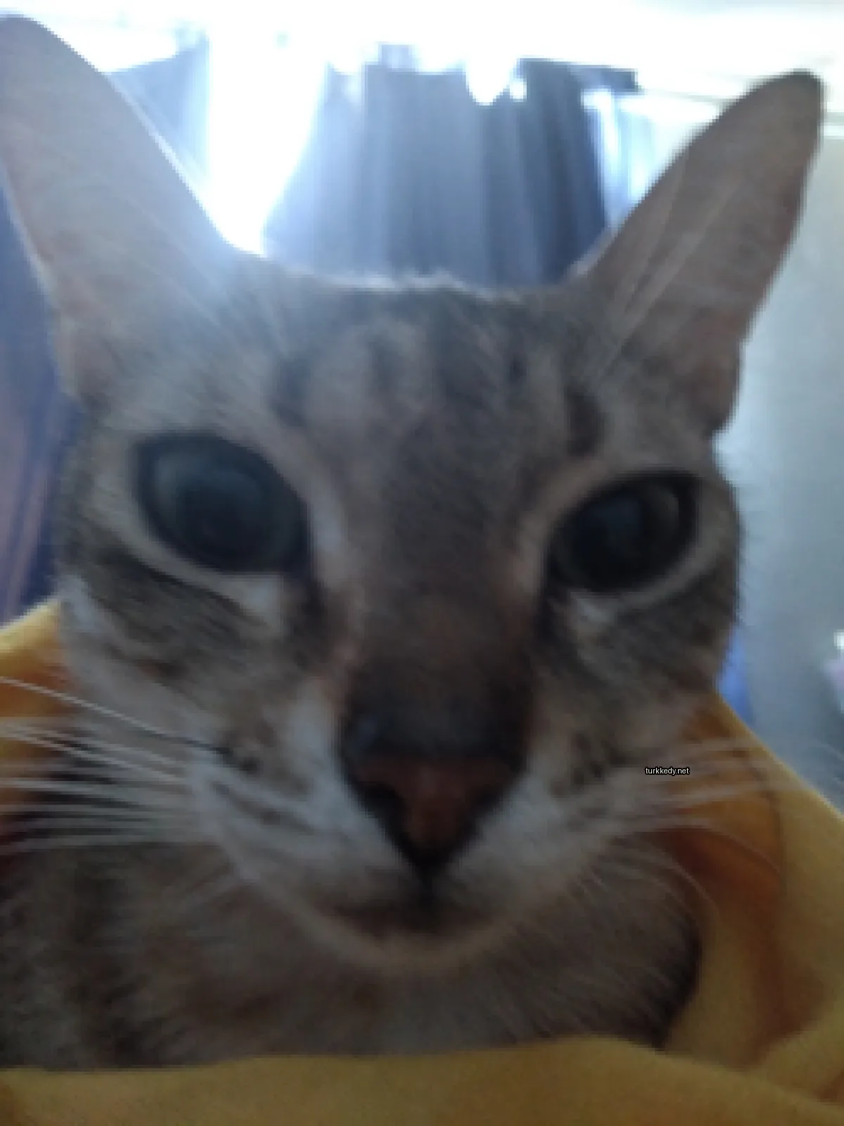 Gri ve beyaz bir kedi, yüzünde sarı bir battaniğe sahiptir.