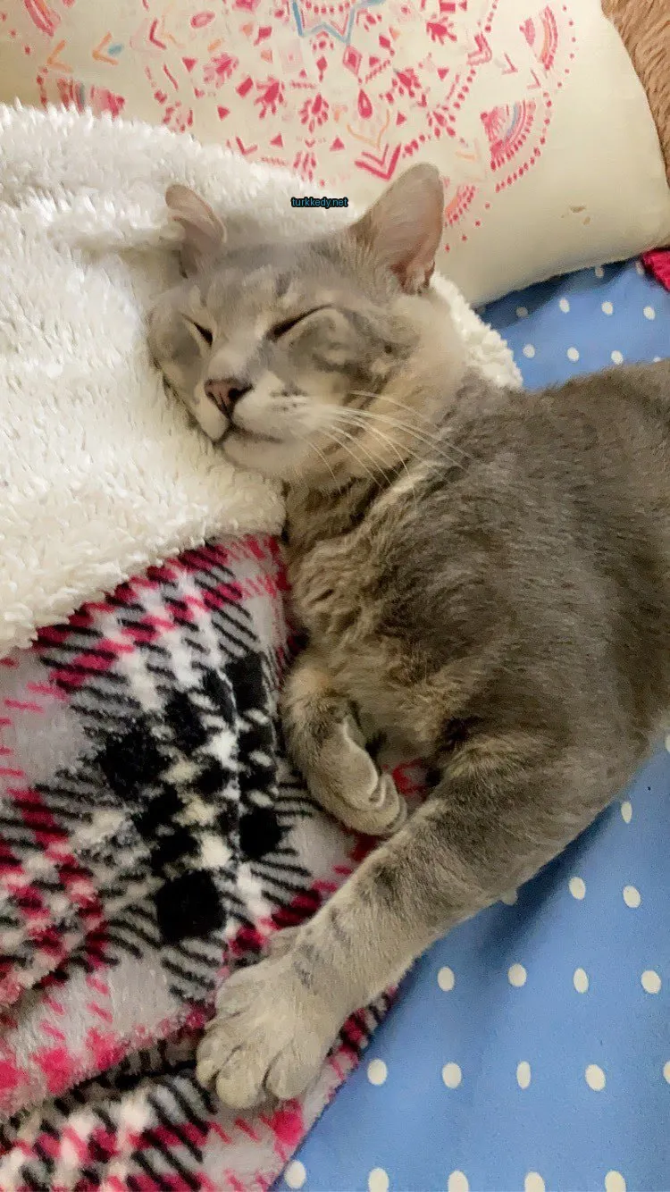 Gri bir kedi, beyaz burun ve kaşları ile bir minderin üzerinde yatıyor.