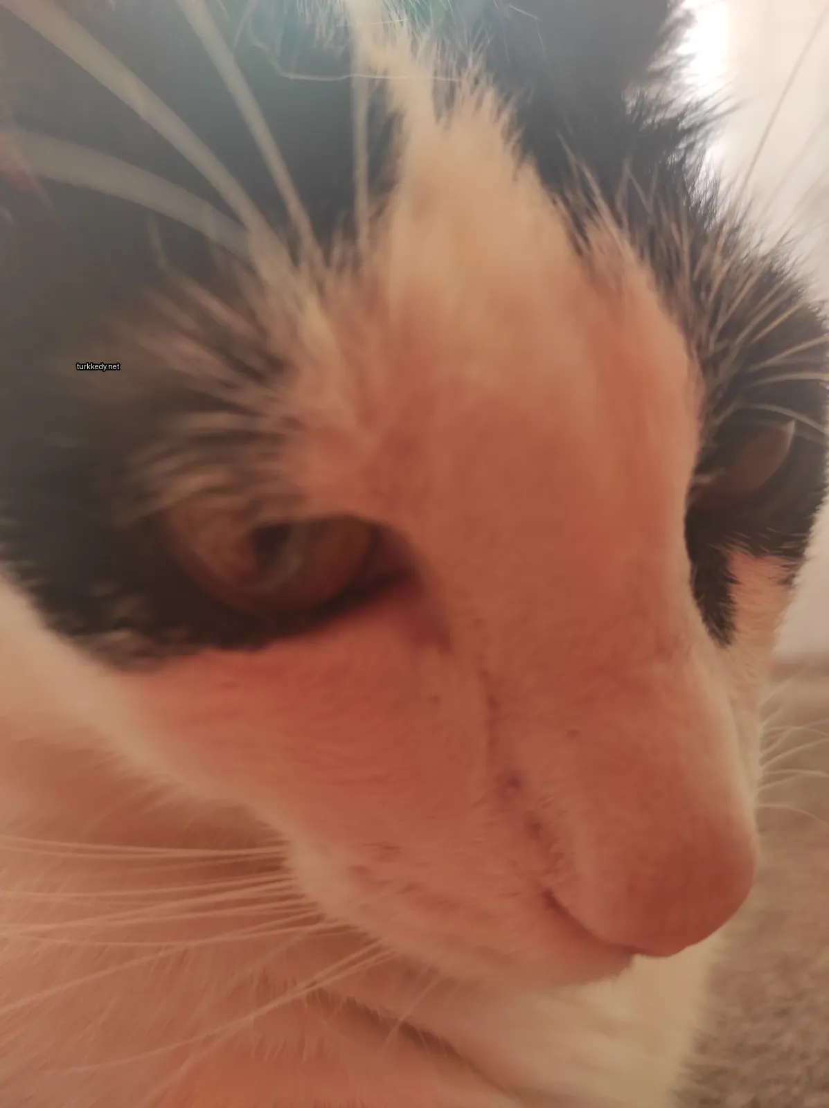 Siyah ve beyaz bir kedi, burnu ve ağzı beyaz.