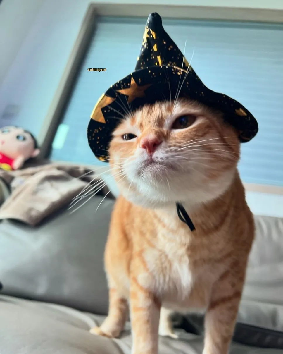 Bir kedi bir büyücü tişörtü ve bir sofa üzerinde duruyor.