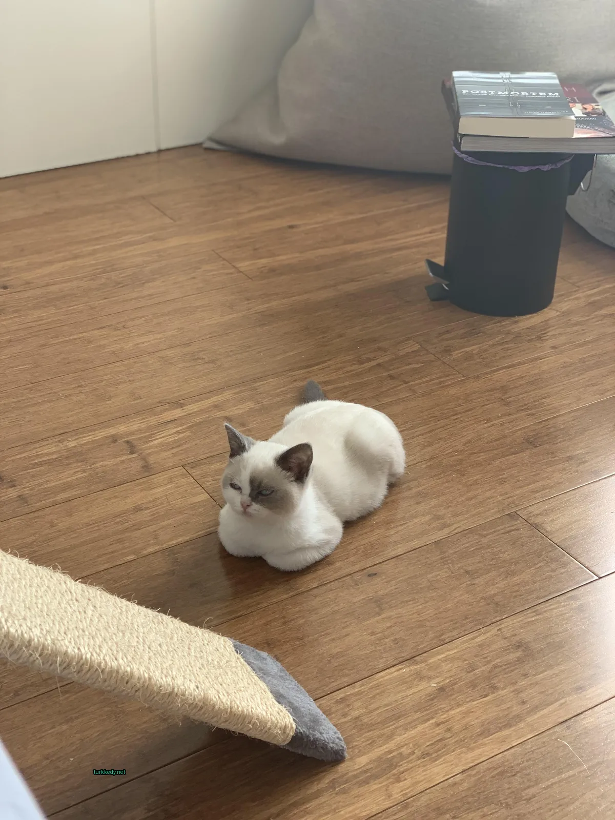 Beyaz bir kedi mavi gözleriyle zemine yatıyor.
