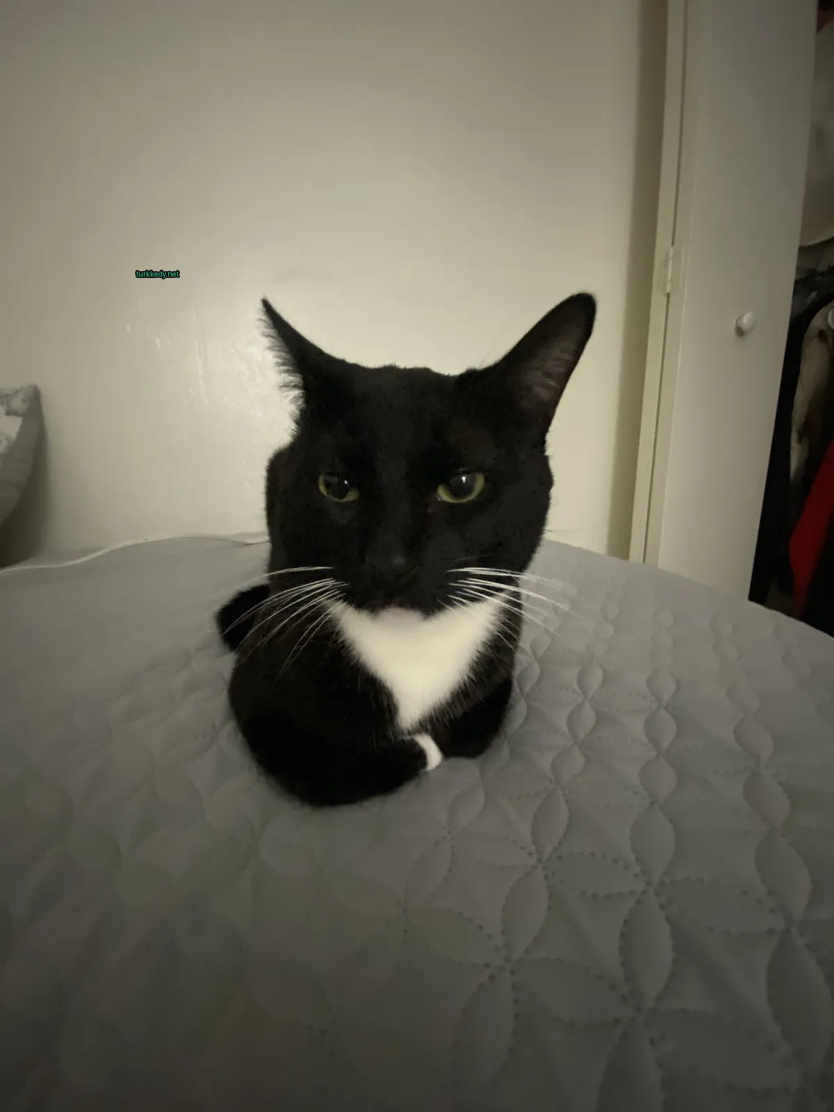 Siyah ve beyaz bir kedi, beyaz göğsüyle yatakta oturuyor.