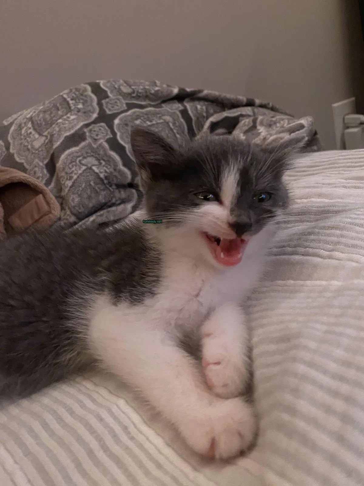Beyaz ve gri bir kedi, bir yeşil etiketli kulağı ile yatağında yatıyor.