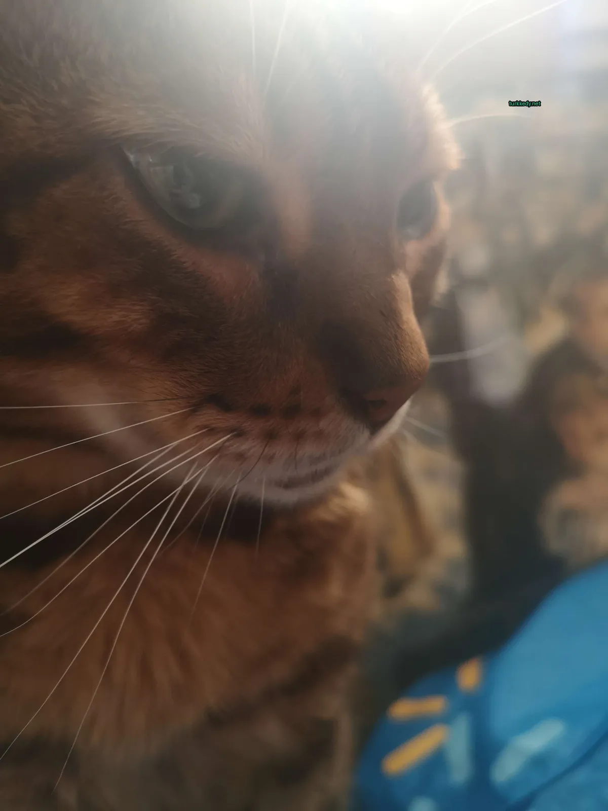 Koyu ve beyaz bir kedi, bir masa üzerinde dikili olarak çizgili bir desene sahiptir.