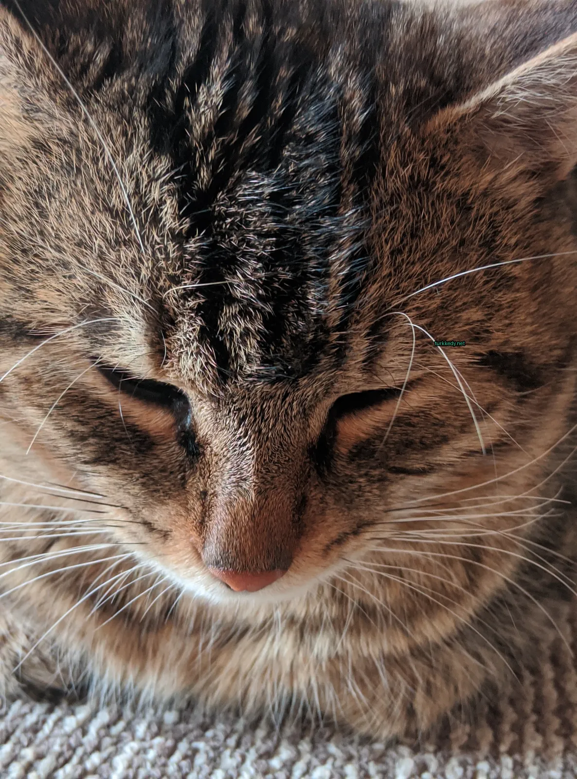 Koyu ve beyaz bir kedi, gözleri kapalı yatıyor.