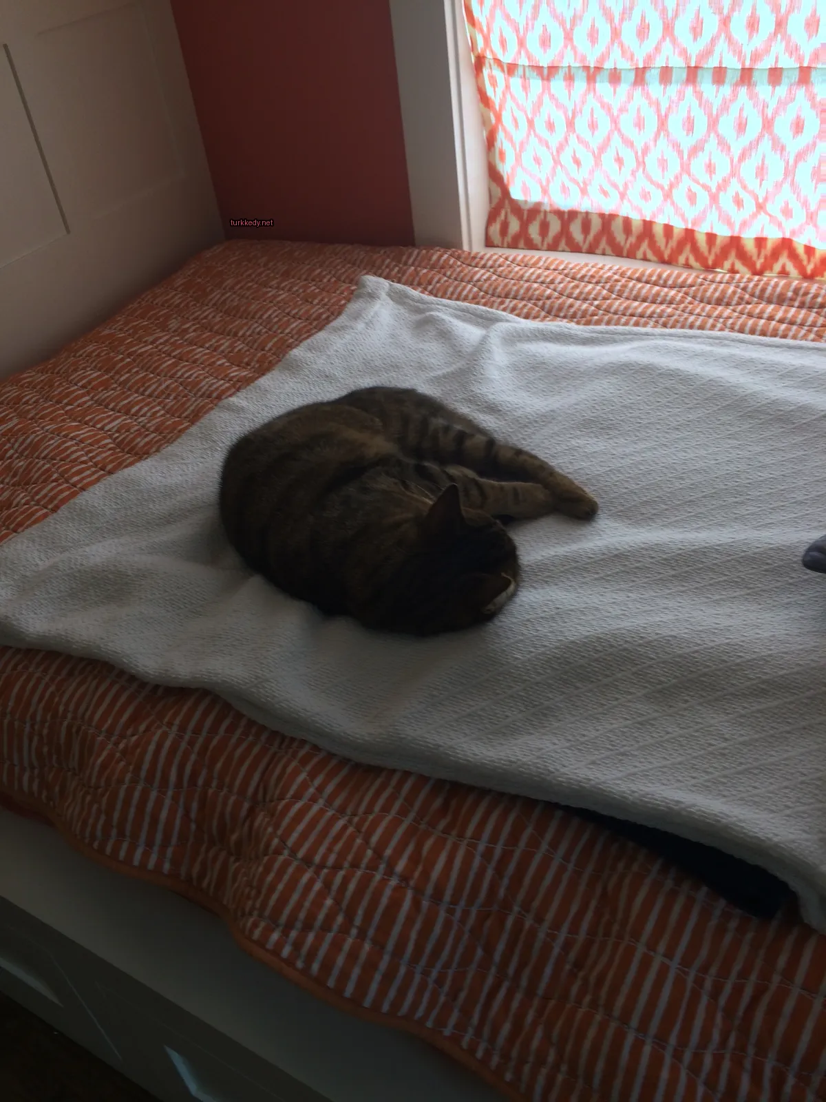 Siyah ve kahverengi bir kedi beyaz bir battaniyenin üzerinde bir yatakta yatıyor.