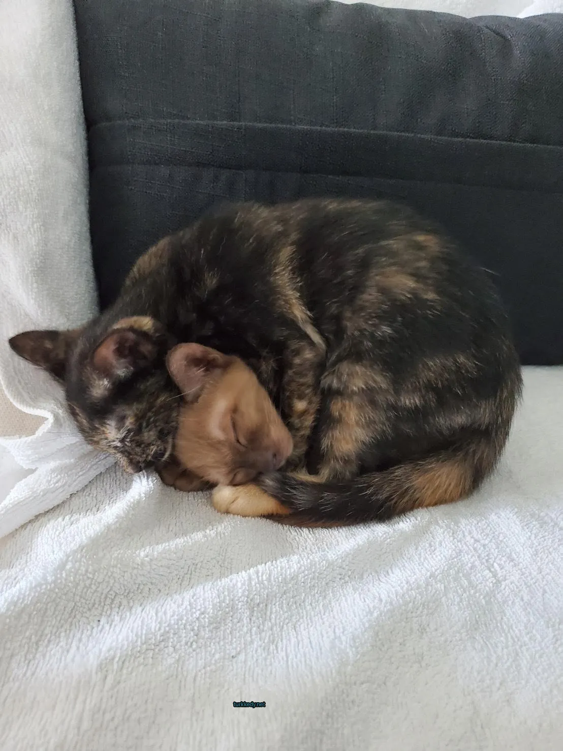 Siyah ve kahverengi bir kedi beyaz bir battaniyede yuvarlak pozisyonda yatıyor.