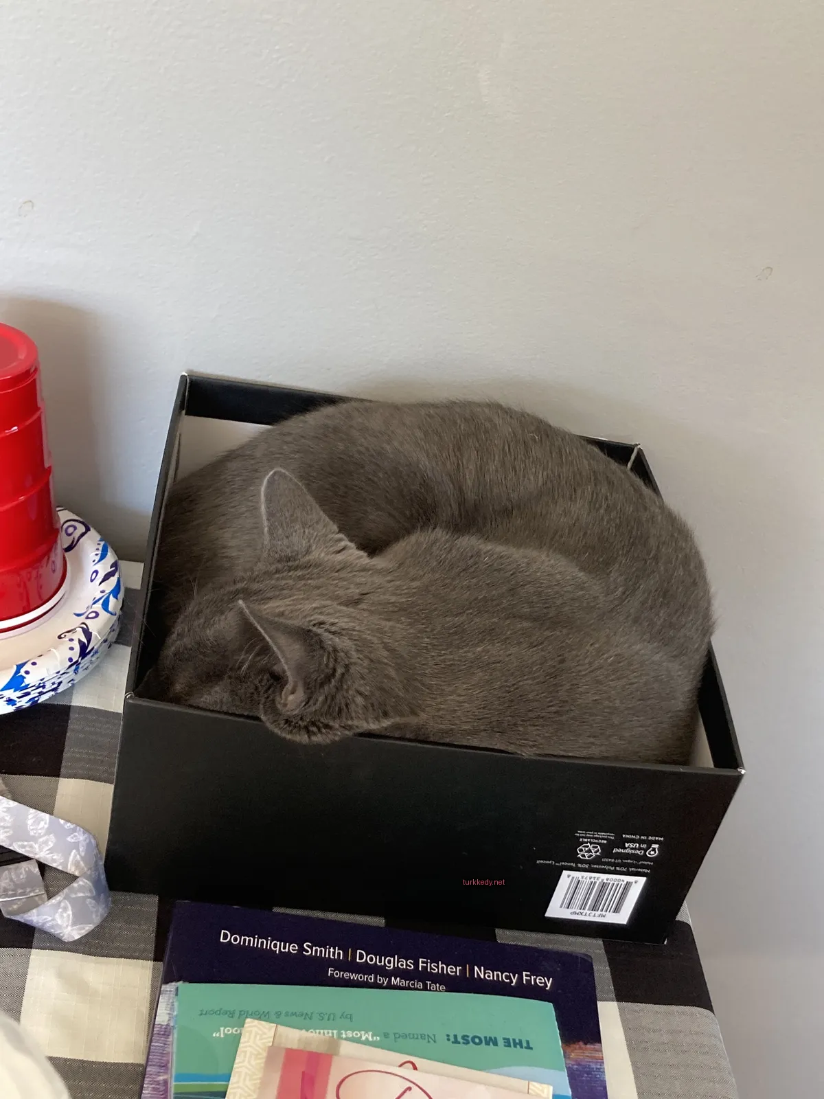 Gri bir kedi siyah kutuda sarılı.