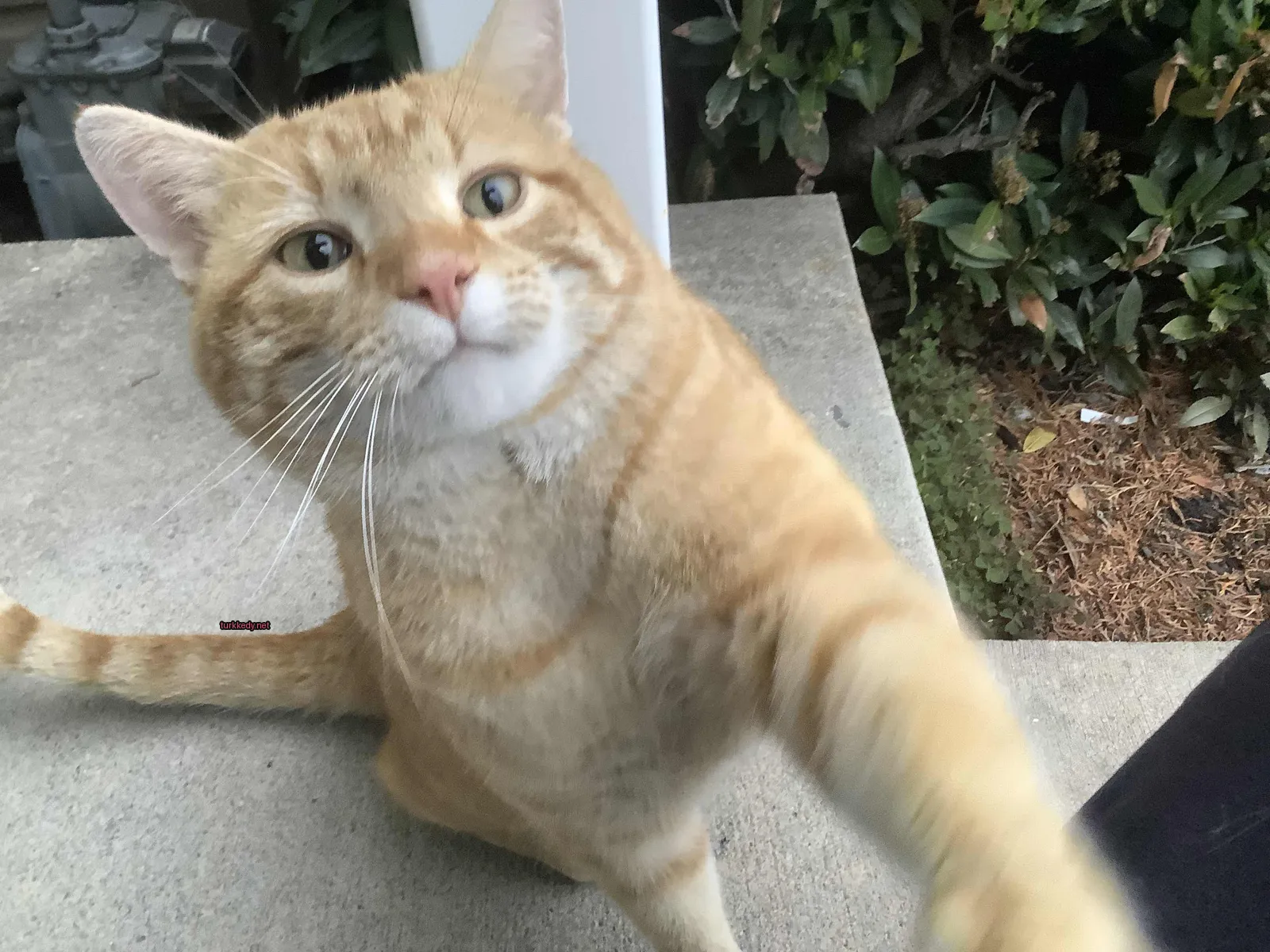 Beyaz tüylü büyük bir kedi bir basamakta oturuyor.