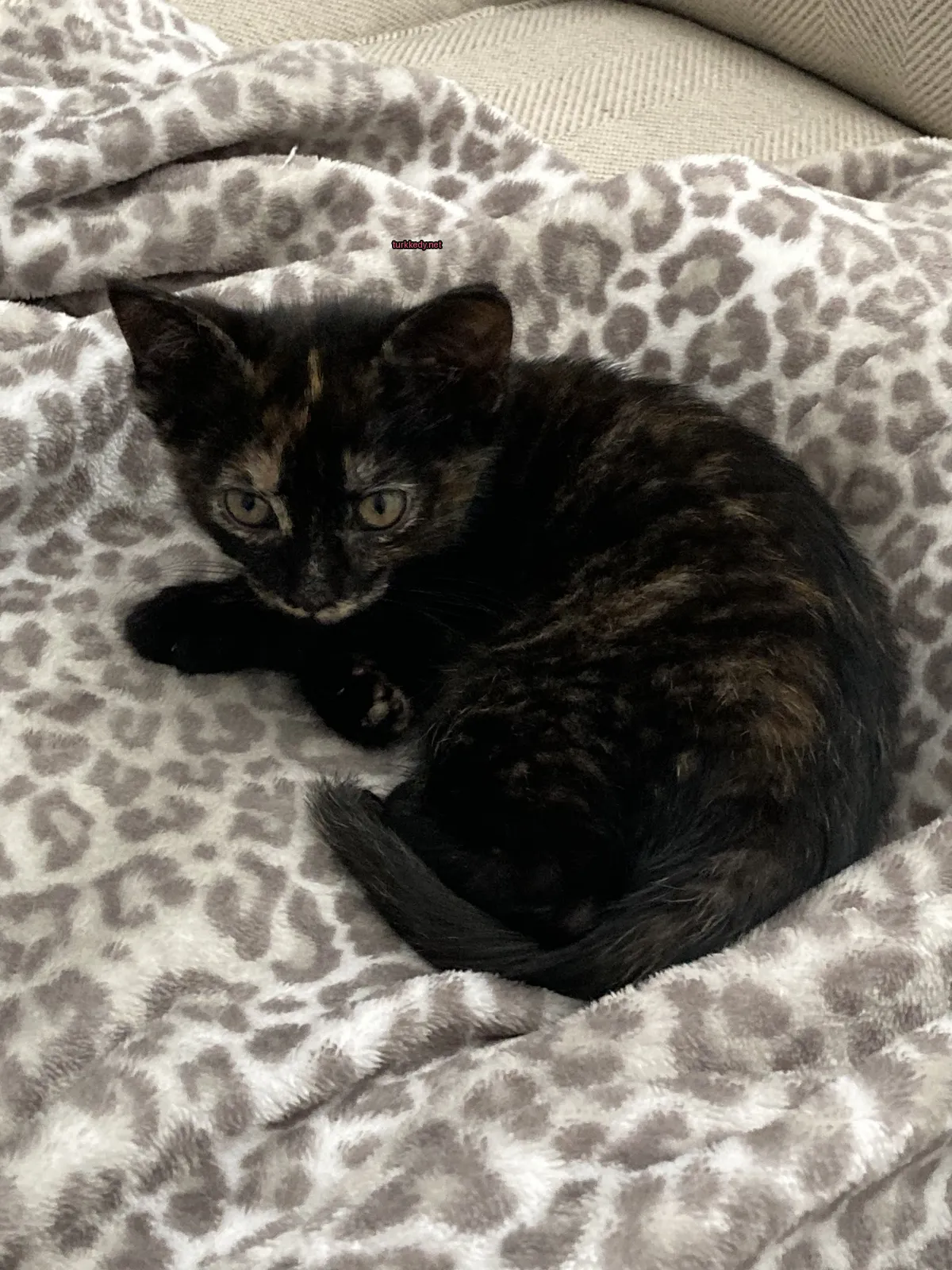 Siyah ve kahverengi bir kedi, leopar desenli bir örtü üzerinde yatıyor.