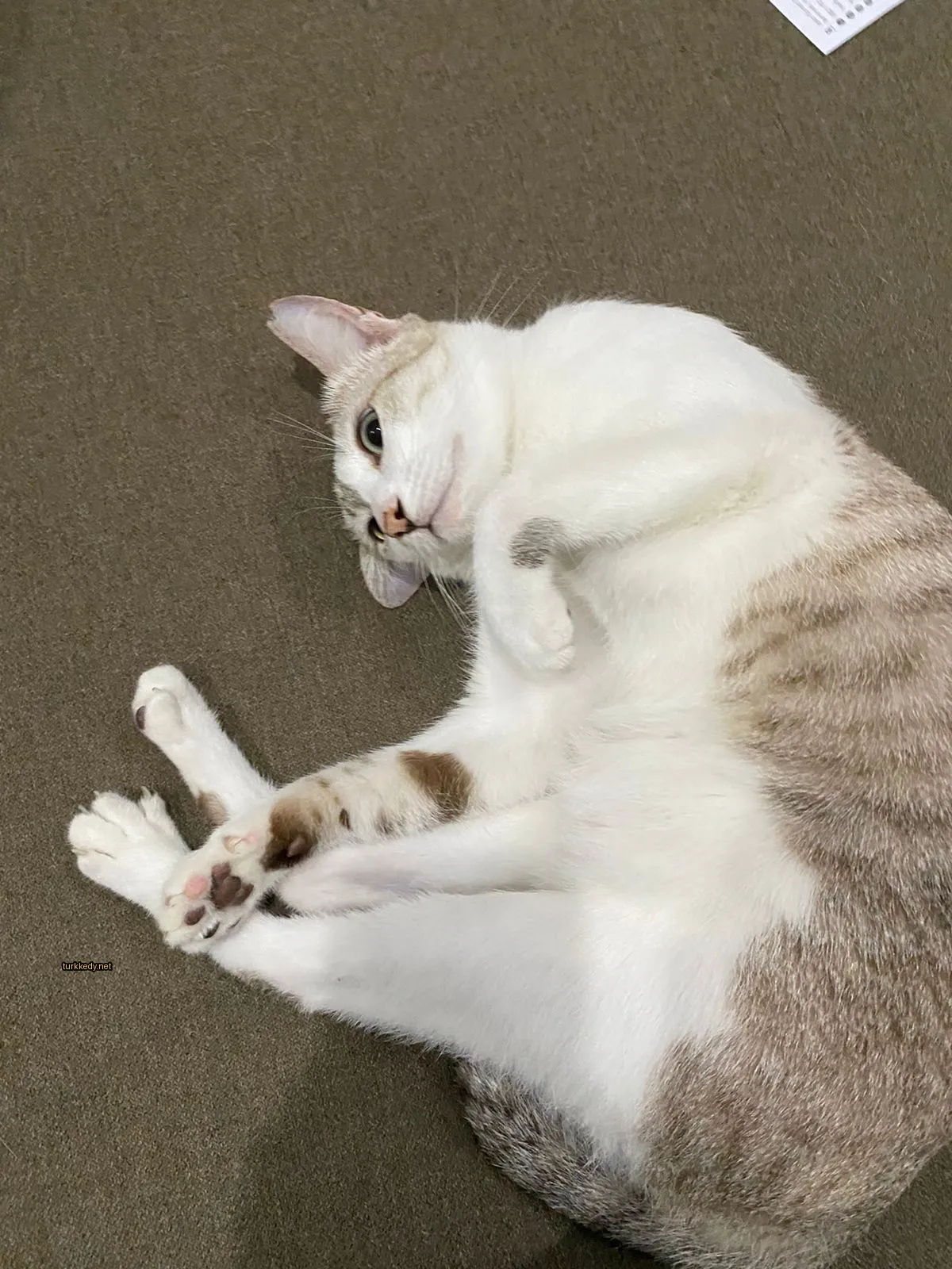 Beyaz ve kahverengi bir kedi zeminde yatıyor.