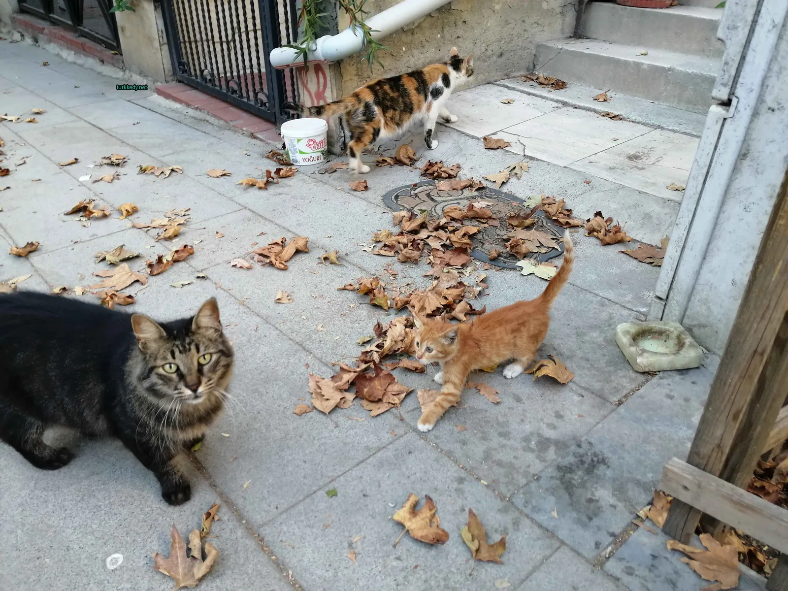 Siyah ve kahverengi bir kedi bir sidewalk üzerinde duruyor.