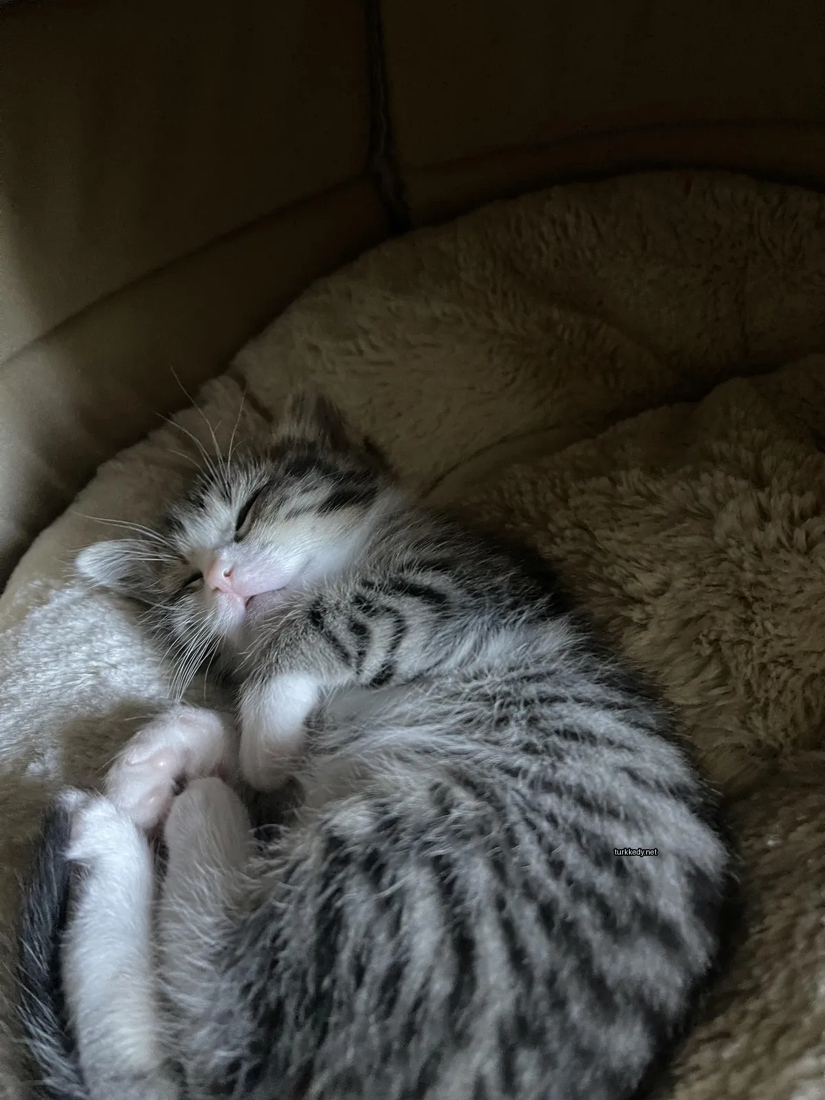 Bir kedi yumuşak bir yastıkta uyuyor.