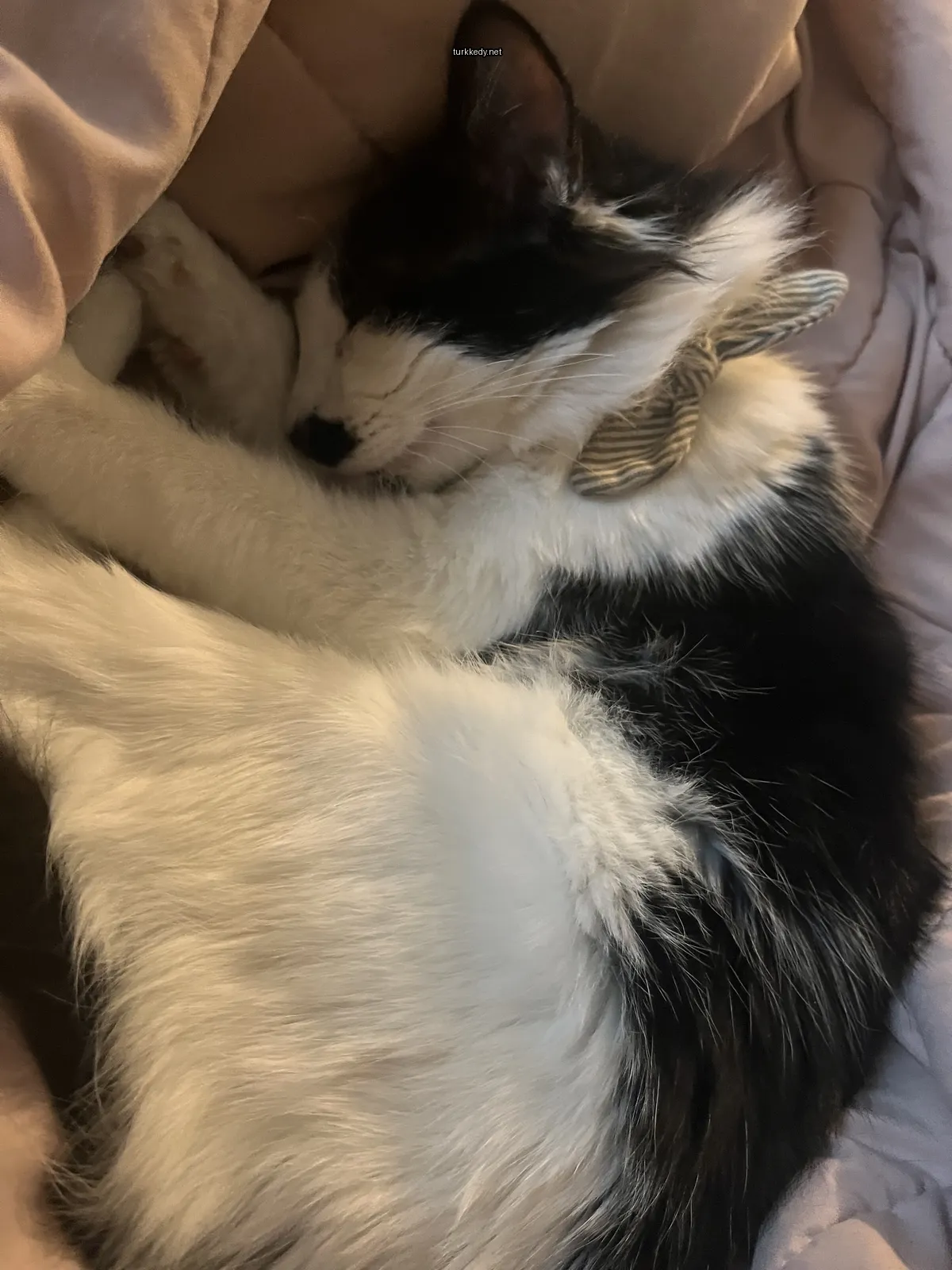Siyah ve beyaz bir kedi yatakta uyuyor.