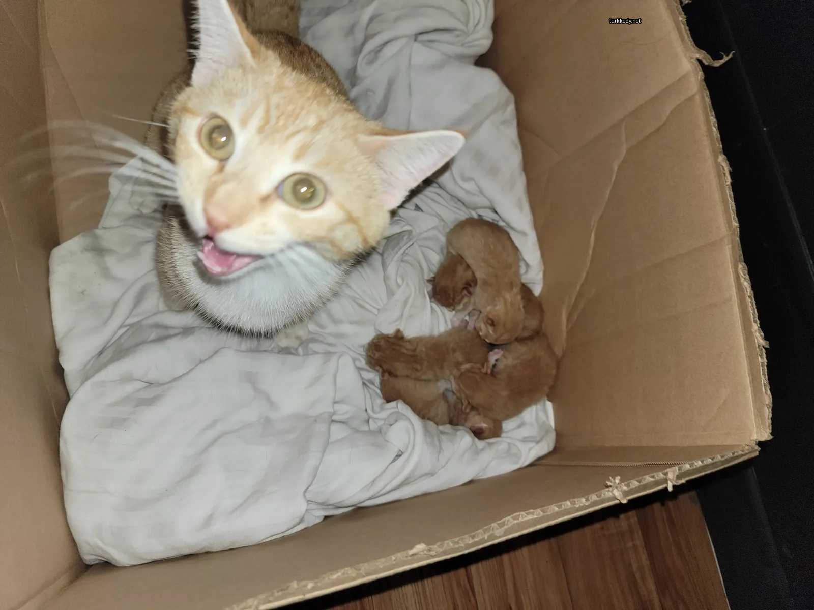 Sarı ve beyaz desenli bir kedi, iki kedi yavrusuyla boxta oturuyor.