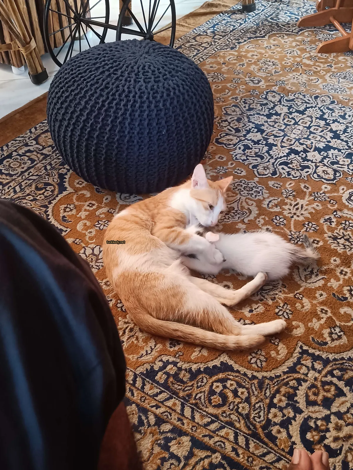 Kedi annesi ve kedi kürkülerinin bir kumaş üzerinde.