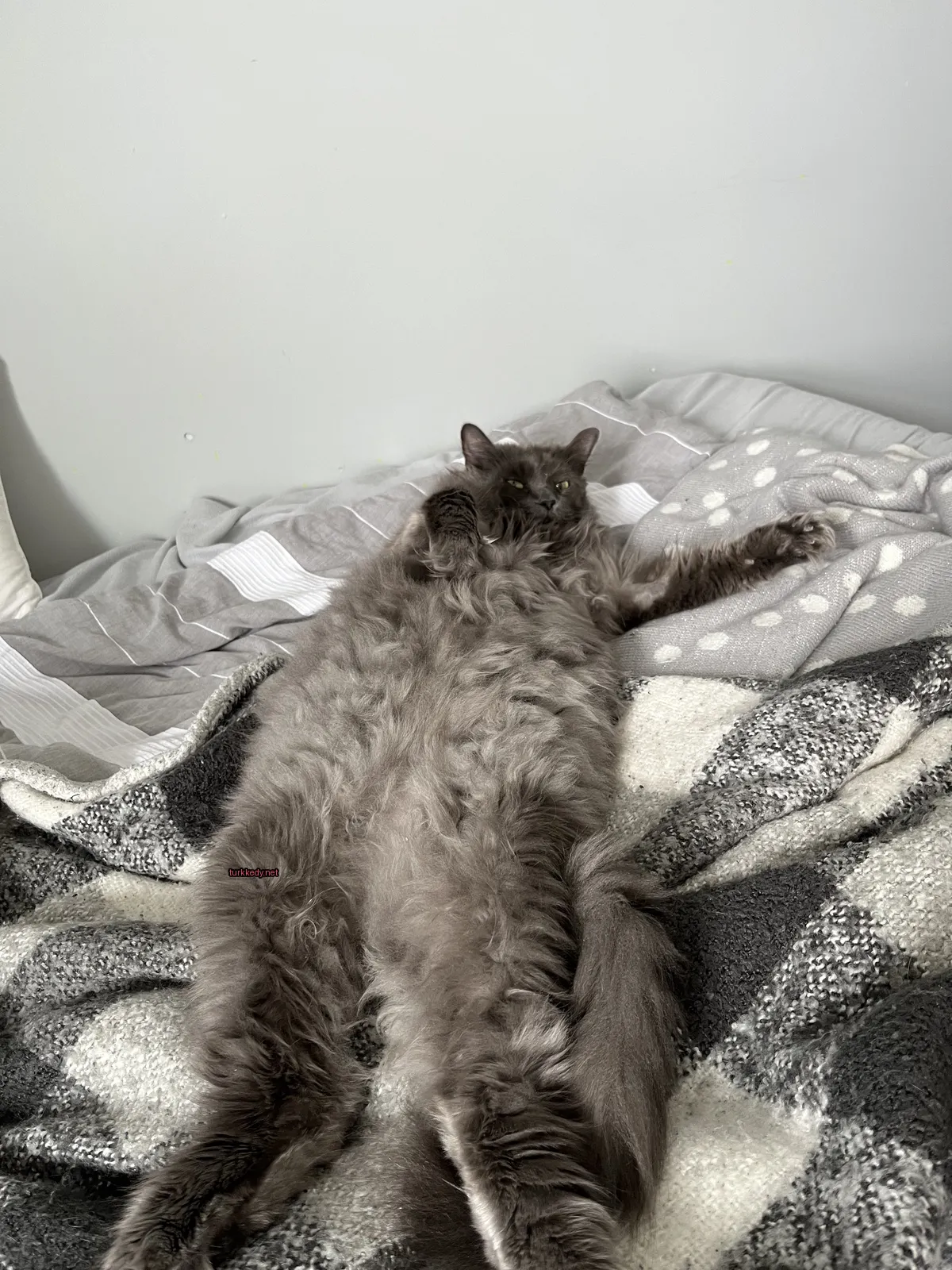 Gri bir kedi, beyaz gövdesiyle uzun tüylü, bir yatakta yatıyor.