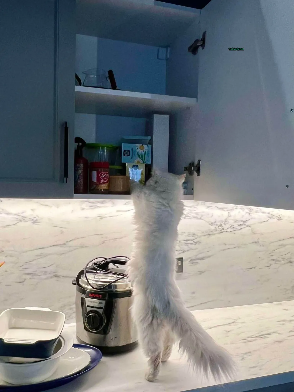 Beyaz bir kedi, siyah bir kuyruğu olan bir kahve makinesinin üzerinde duruyor.