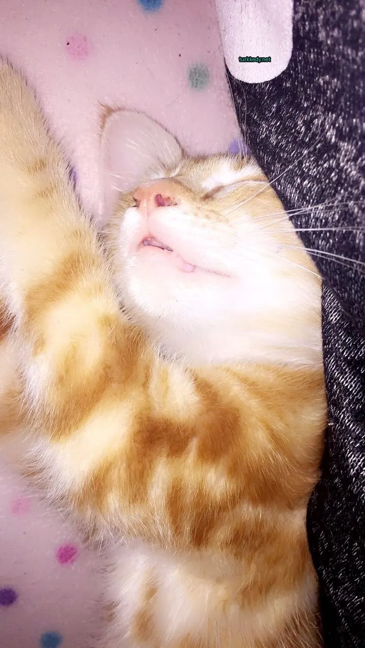 Beyaz yüzü ve turuncu vücutlu bir kedi bir battaniyede yatıyor.