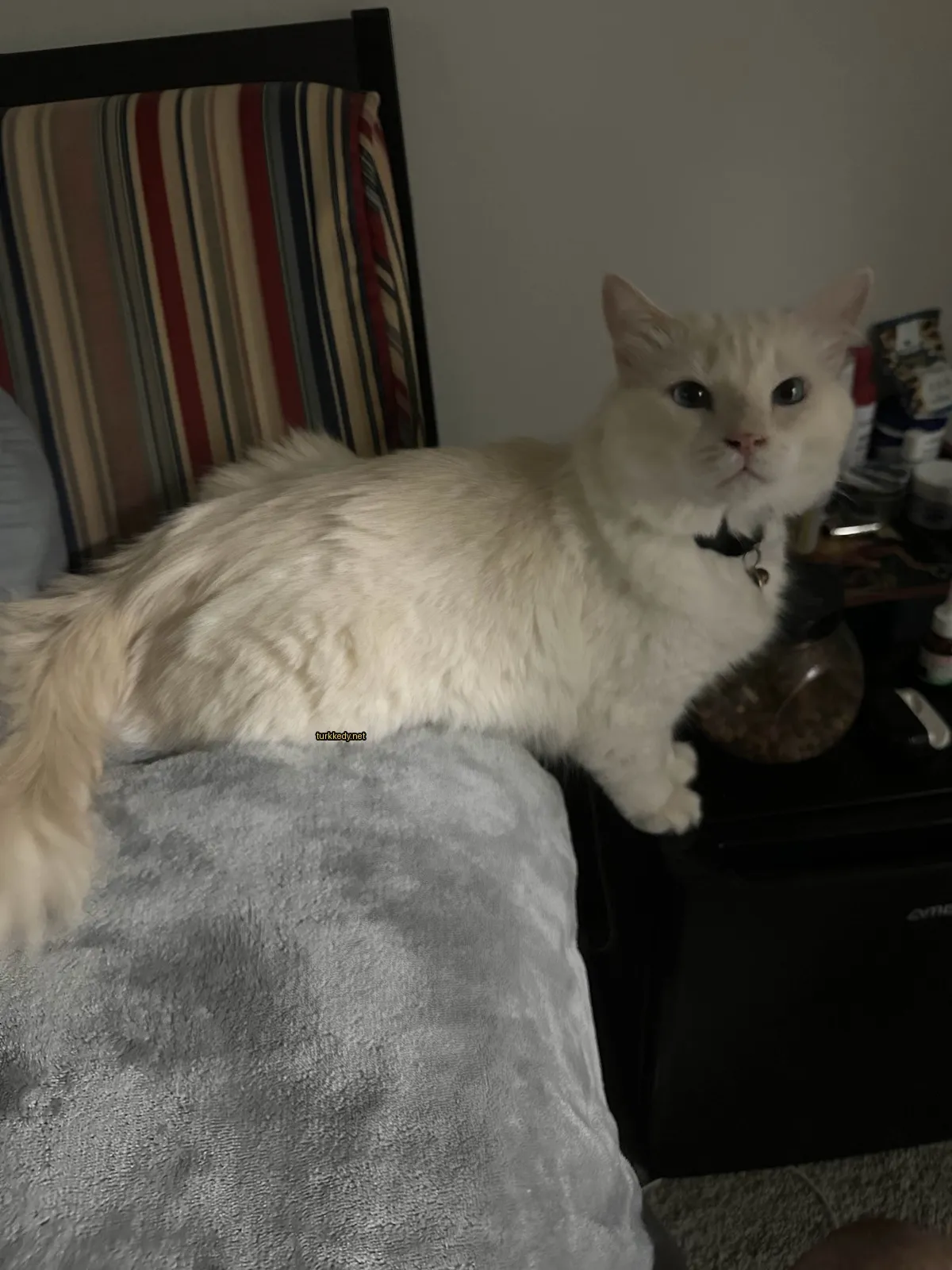 Beyaz bir kedi siyah bir kemerle yatan bir sofa üzerinde yatıyor.