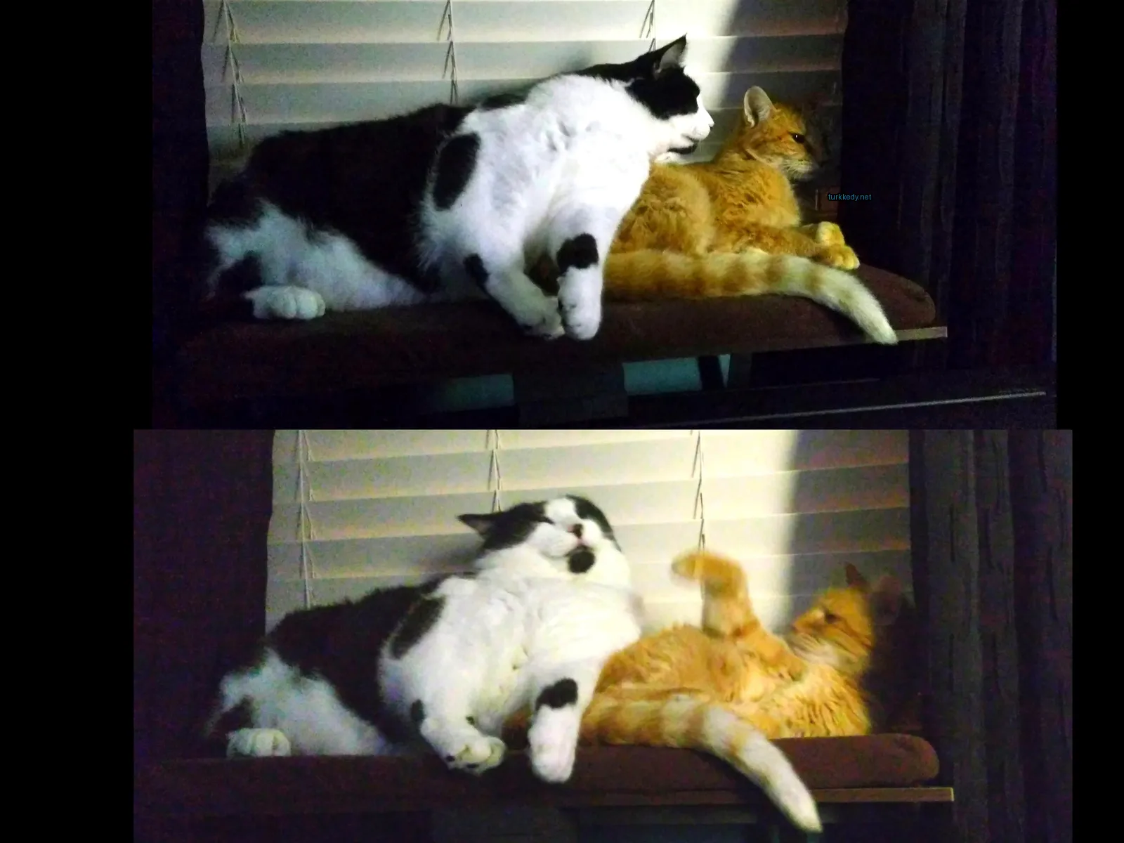 Siyah ve beyaz bir kedi pencere konsolunda mavi bir kediyle yatıyor.