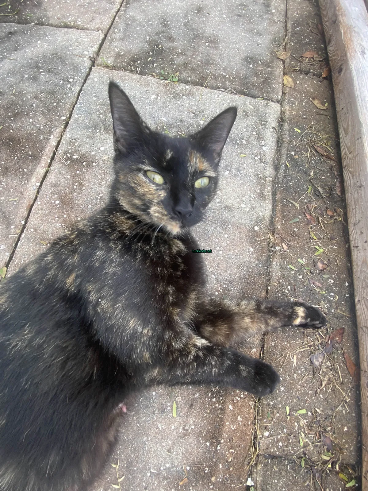 Kara ve kahverengi bir kedi, yeşil gözleri ile bir sidewalkta oturuyor.