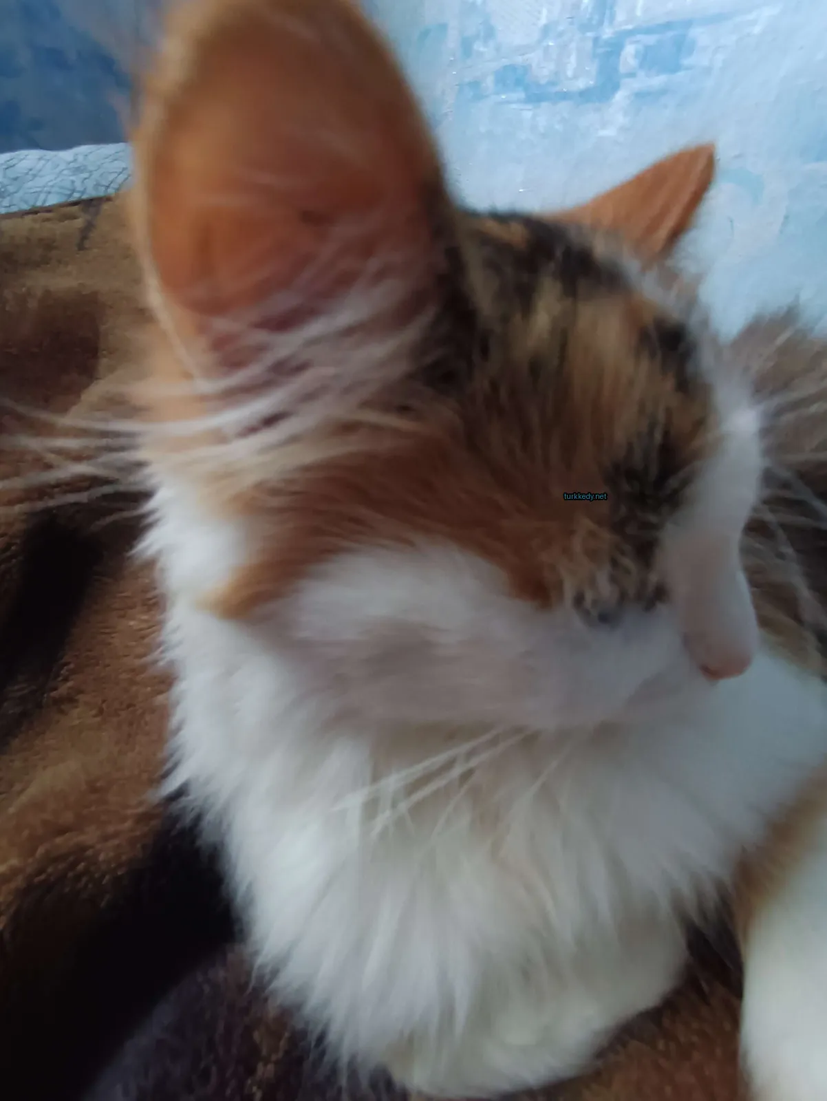 Beyaz, kahverengi ve siyah tüylü bir kedi bir battaniyede yatıyor.