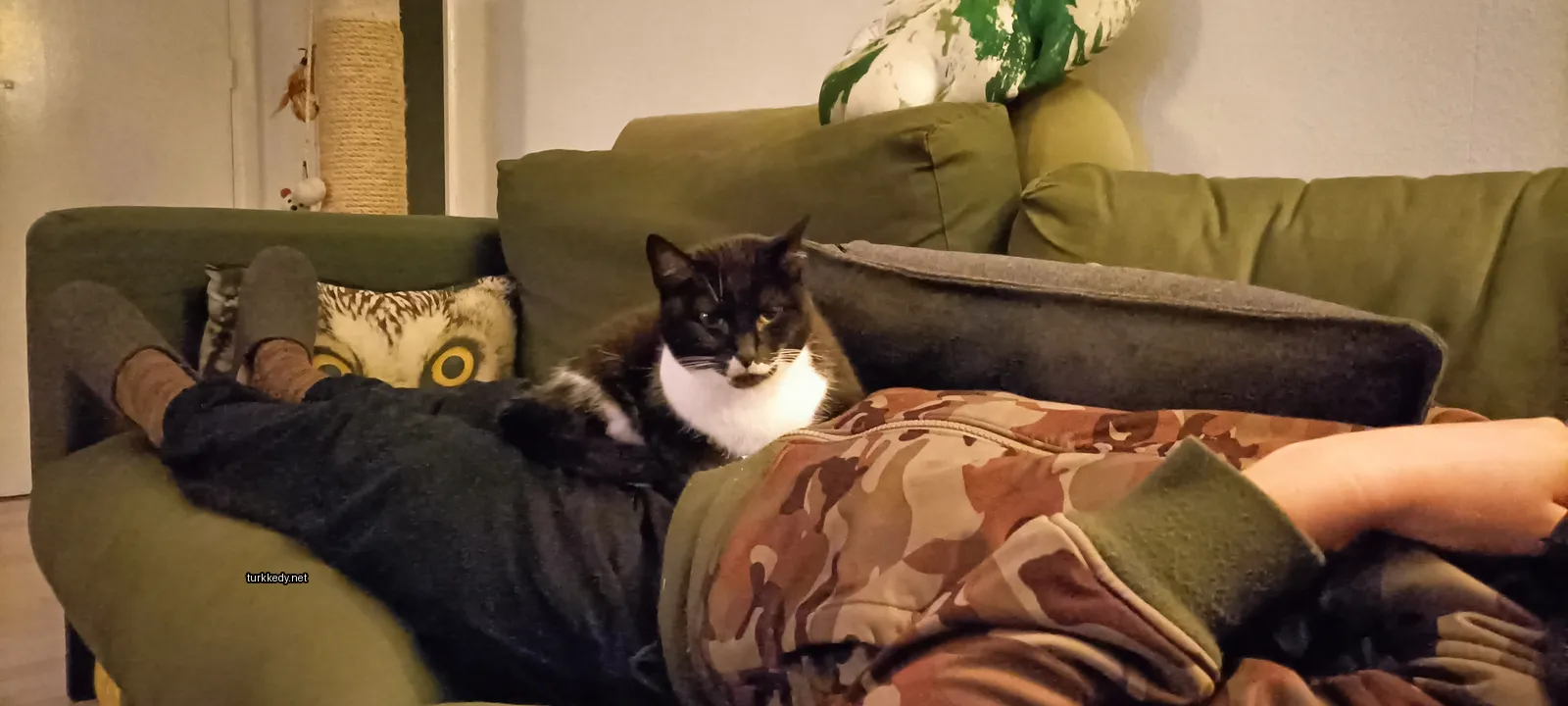 Beyaz ve siyah bir kedi bir sofa üzerinde oturuyor.