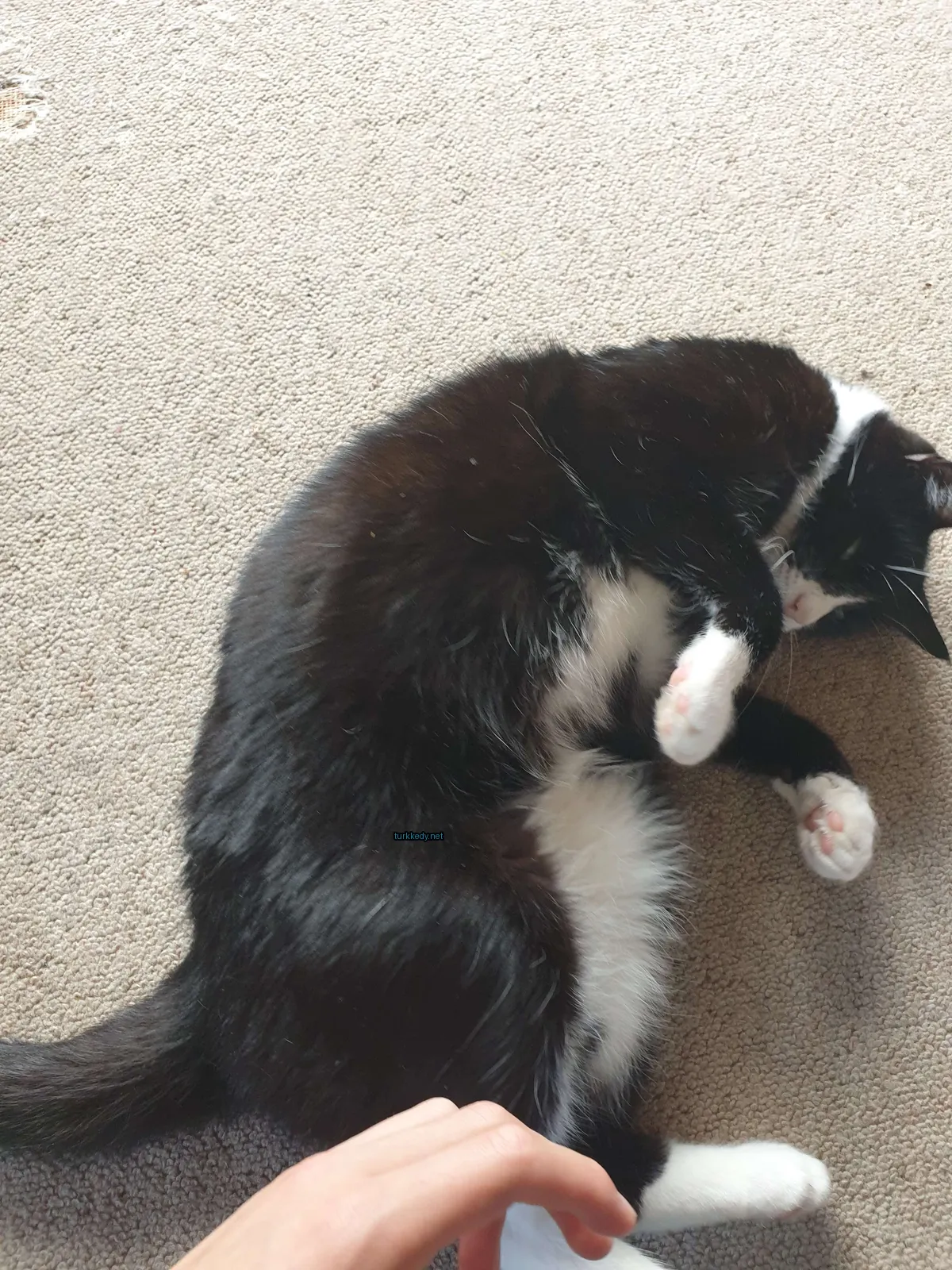 Siyah ve beyaz bir kedi zemine yatıyor.