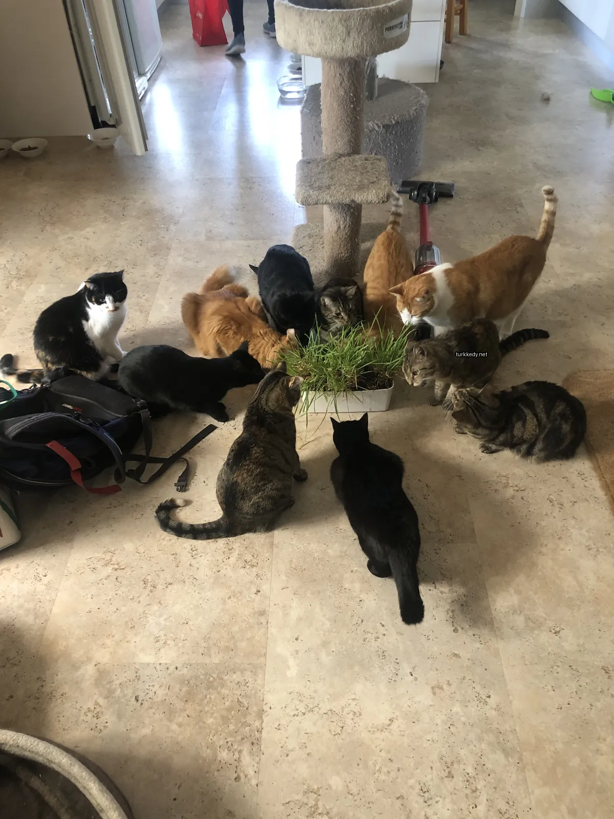 Siyah bir kedi beyaz göğüslü, ot yer.