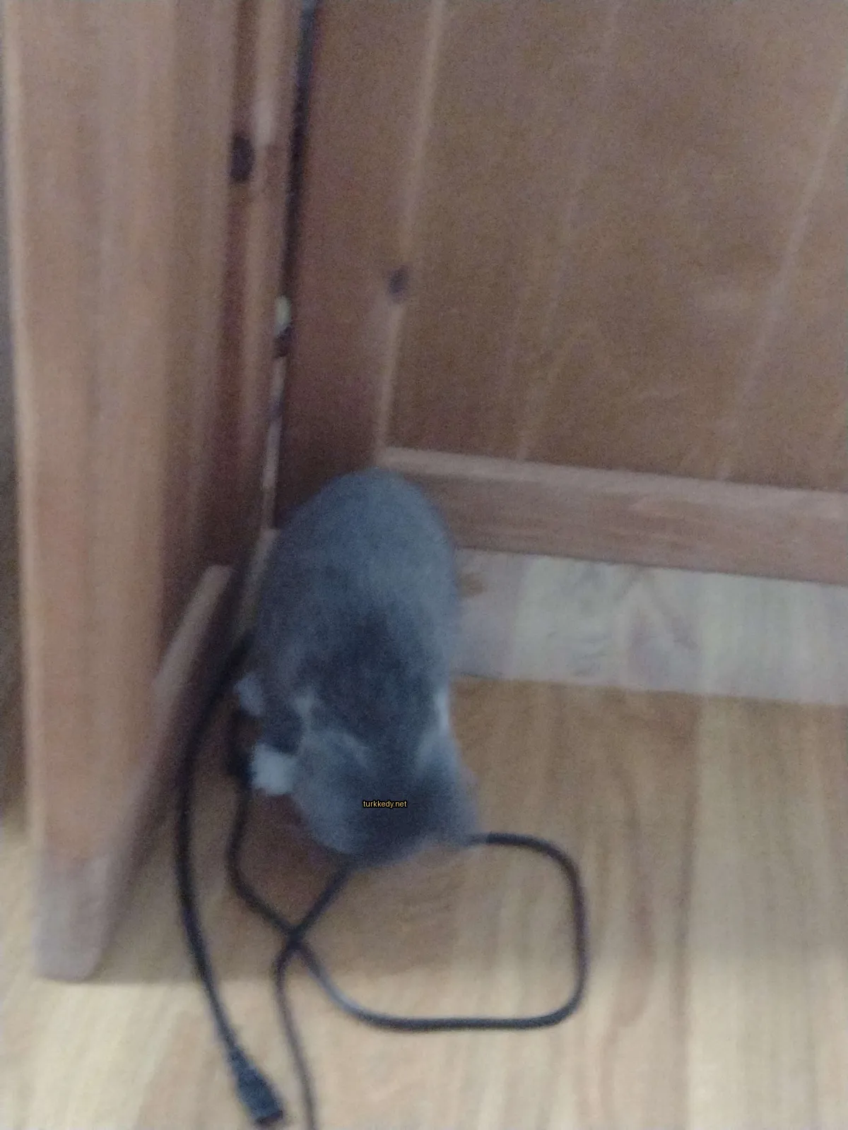 Gri ve beyaz bir kedi ahşap zeminde duruyor.