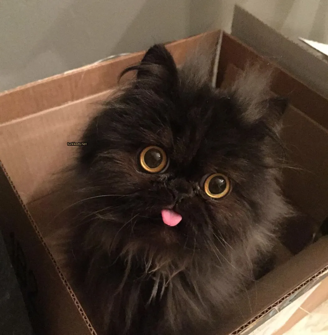 Siyah bir kedi uzun tüylü ve sarı gözlerle karton kutuda oturuyor.
