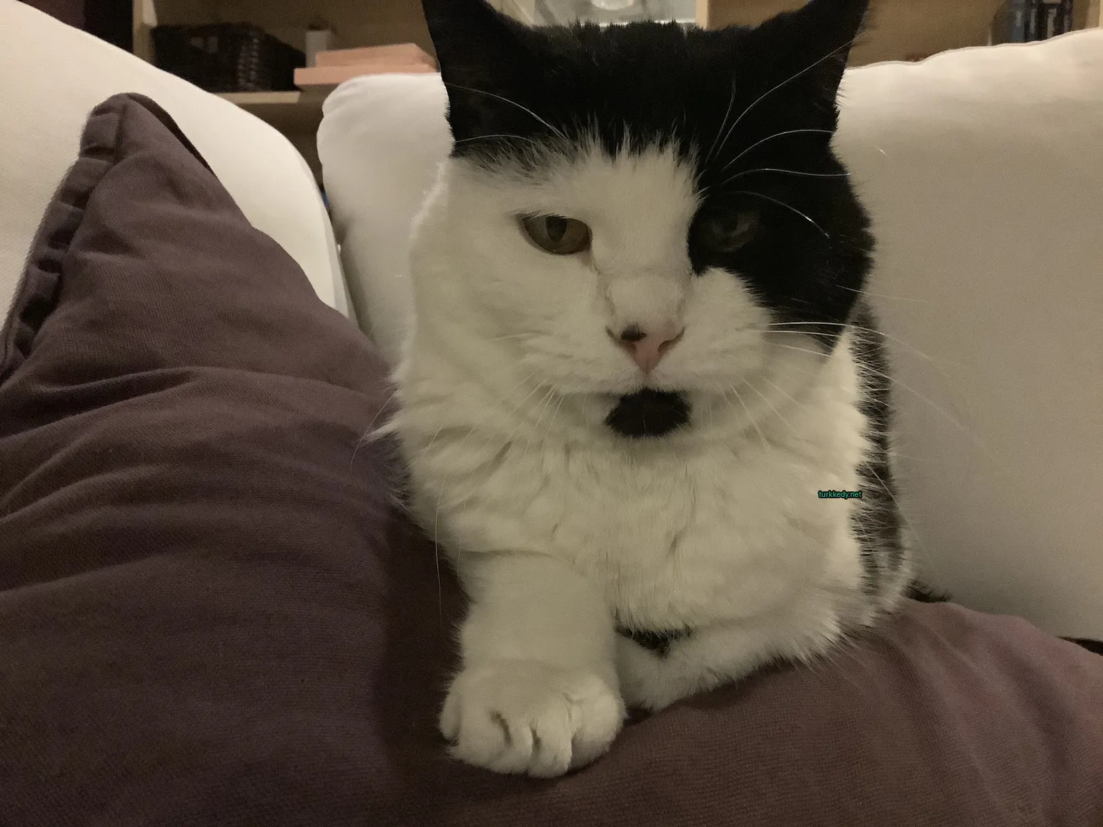 Beyaz bir kedi, bir minderin üzerinde pembe burunlu oturuyor.