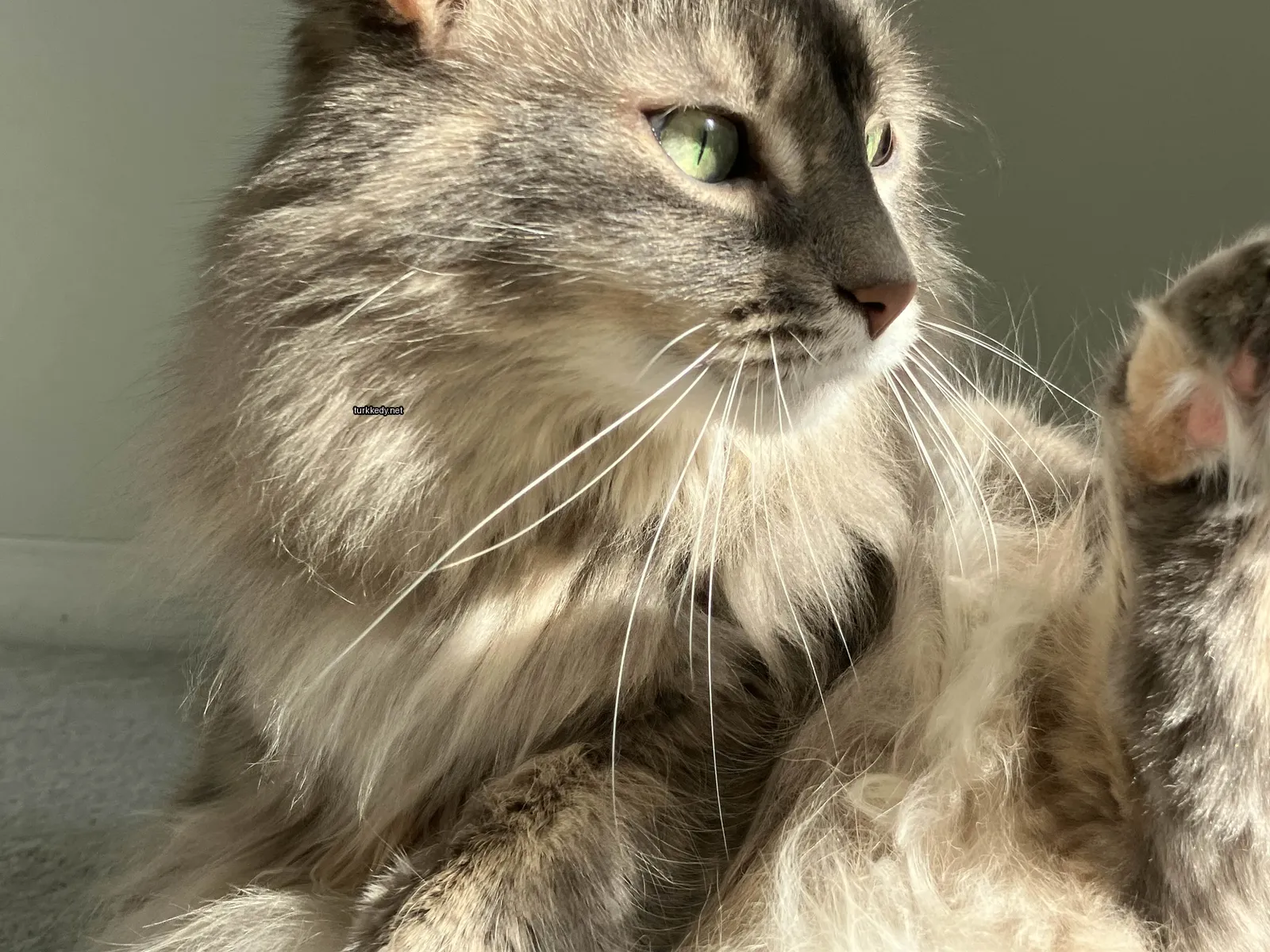 Beyaz ve gri bir kedi, yeşil gözleri olan bir kedi masa üzerinde oturuyor.