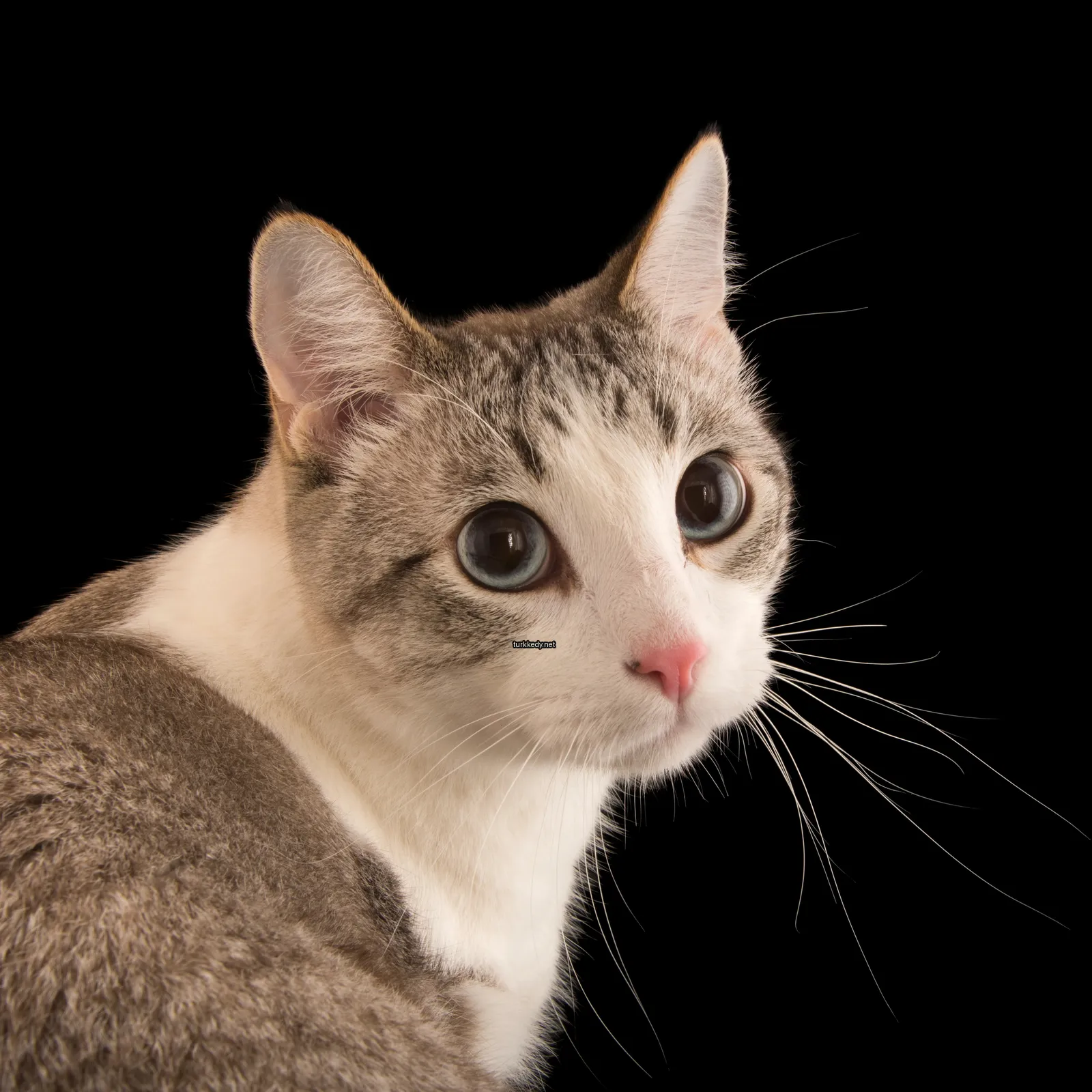 Gri ve beyaz bir kedi, pink bir burun ve tırnaklarla.
