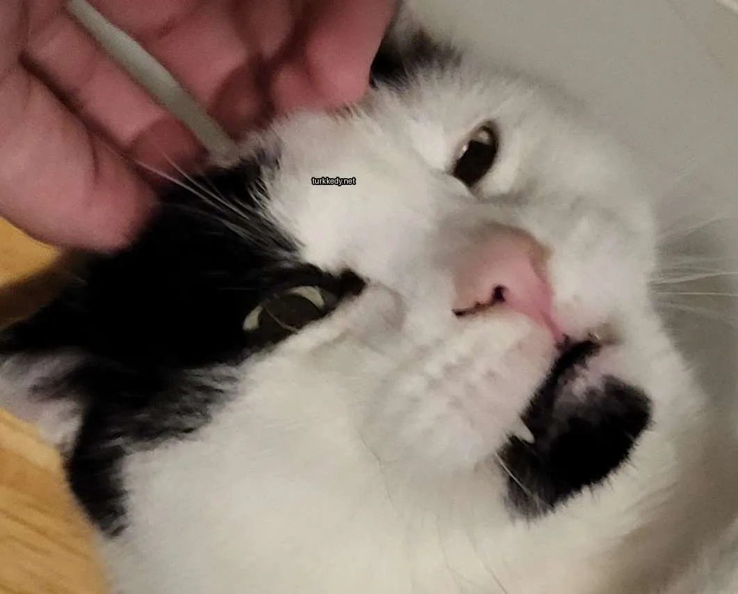 Siyah ve beyaz bir kedi, pink bir burun ve burun üzerinde bir siyah leke ile.