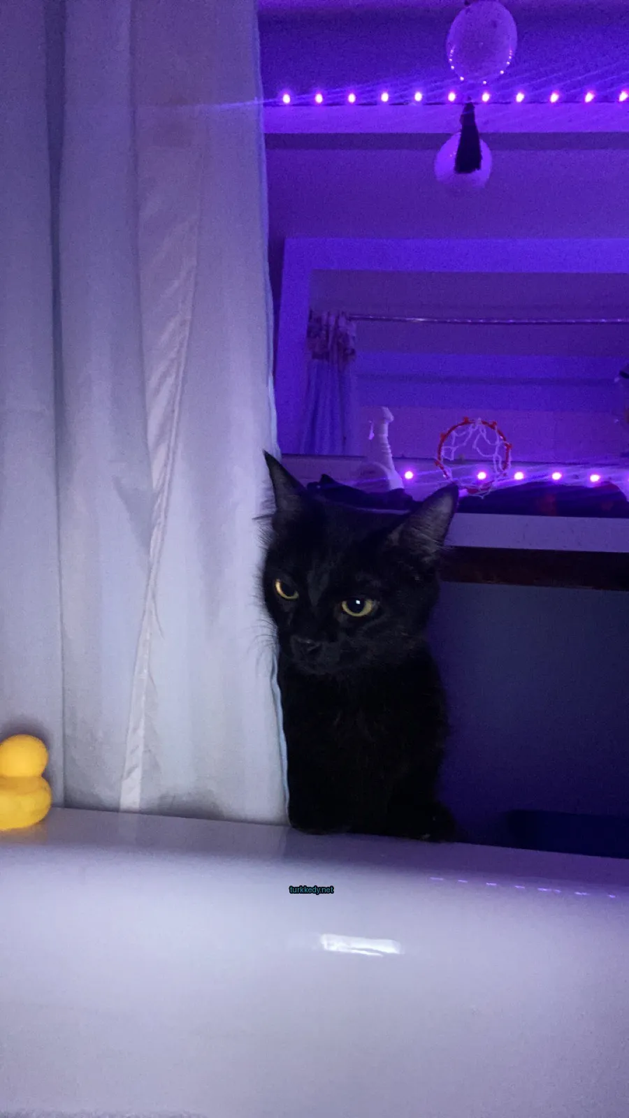 Siyah bir kedi, sarı gözleri ve beyaz yüzü bir duş perdesinin arkasından dışarı sızan.
