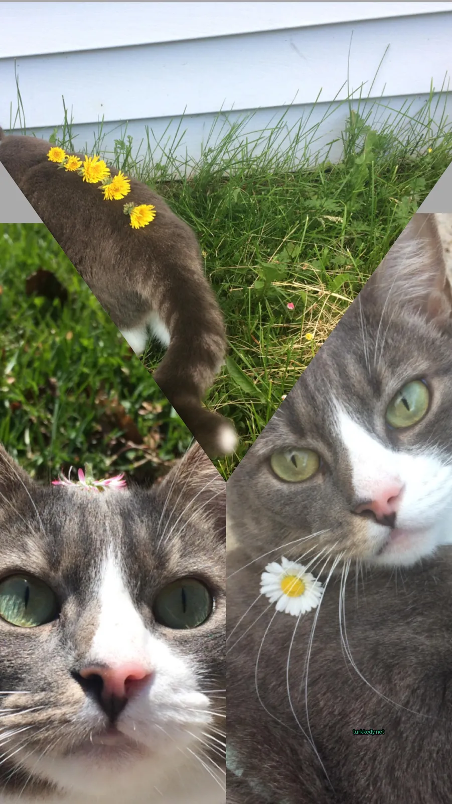Sarı bir çiçek taşıyan bir kedi otun üzerinde yatıyor.
