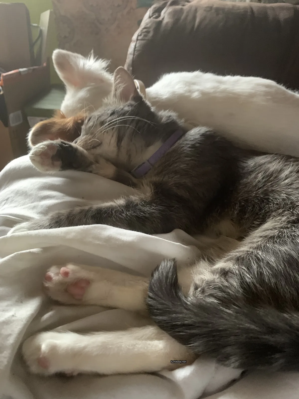 Gri ve beyaz bir kedi beyaz bir bez üzerinde yatıyor.