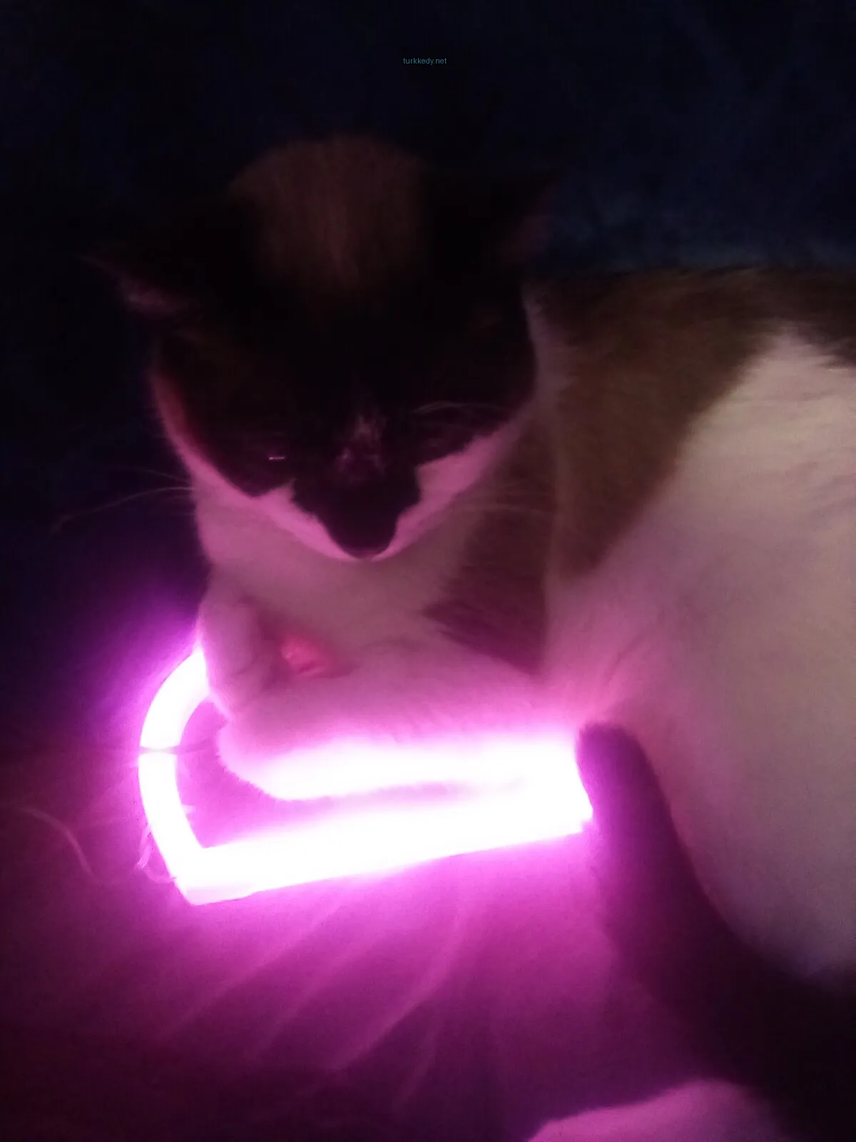 Siyah ve beyaz yüzü olan bir kedi bir pembe ışık üzerinde yatıyor.