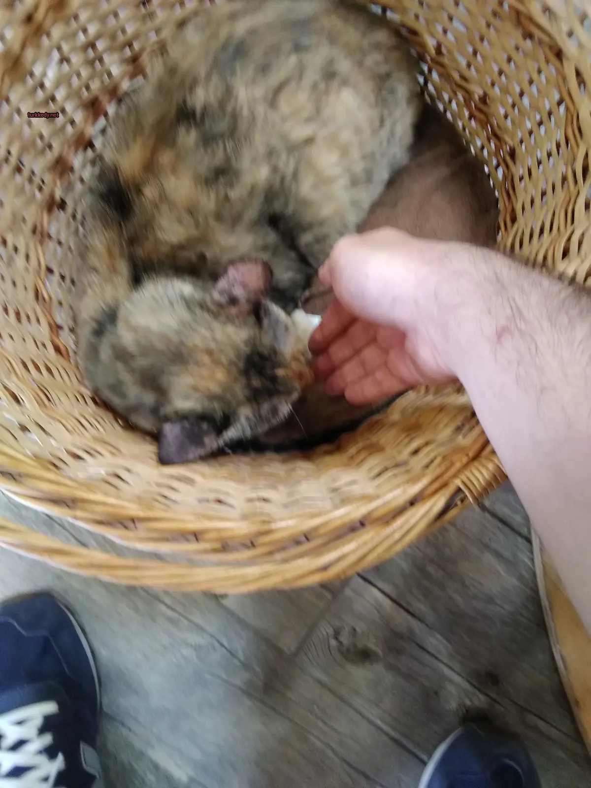 Koyu ve beyaz bir deri desenine sahip bir kedi bir sepette yatıyor.