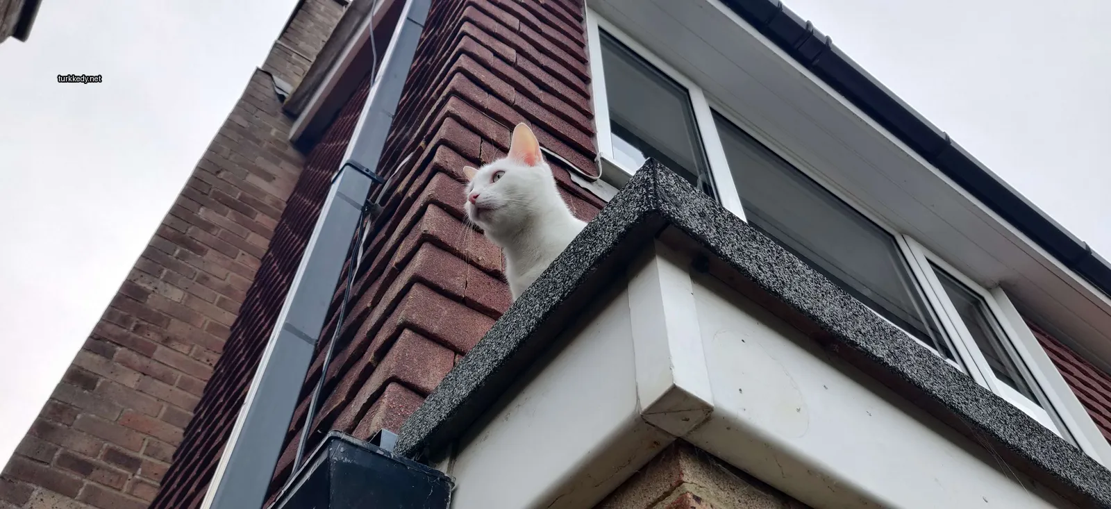 Beyaz bir kedi bir kaya parçasında oturuyor.