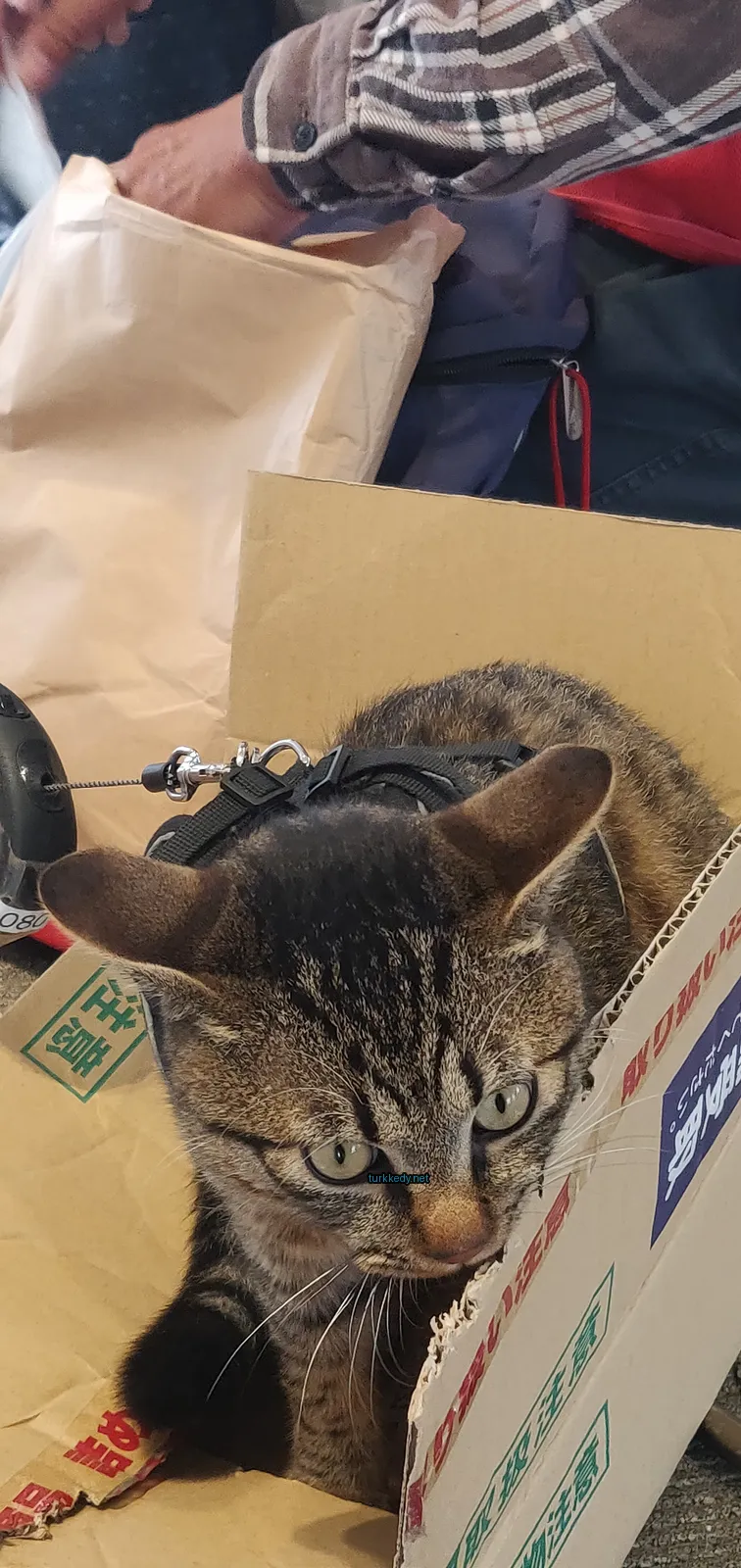 Beyaz ve siyah bir kedi bir kutuya oturuyor.