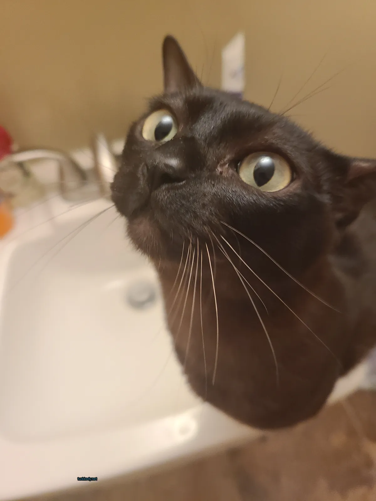 Siyah bir kedi, beyaz bir bıyığıyla banyo küvetinin üzerinde duruyor.