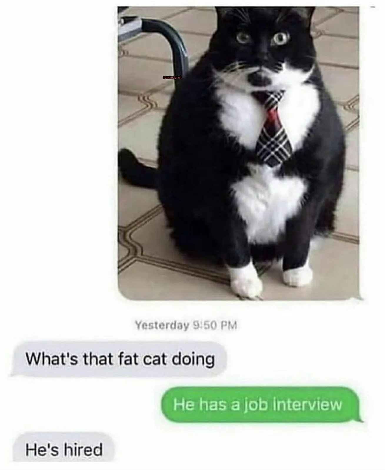 Siyah beyaz bir kedi, bir kumaşın üzerinde bir kravat takılmış olarak oturuyor.