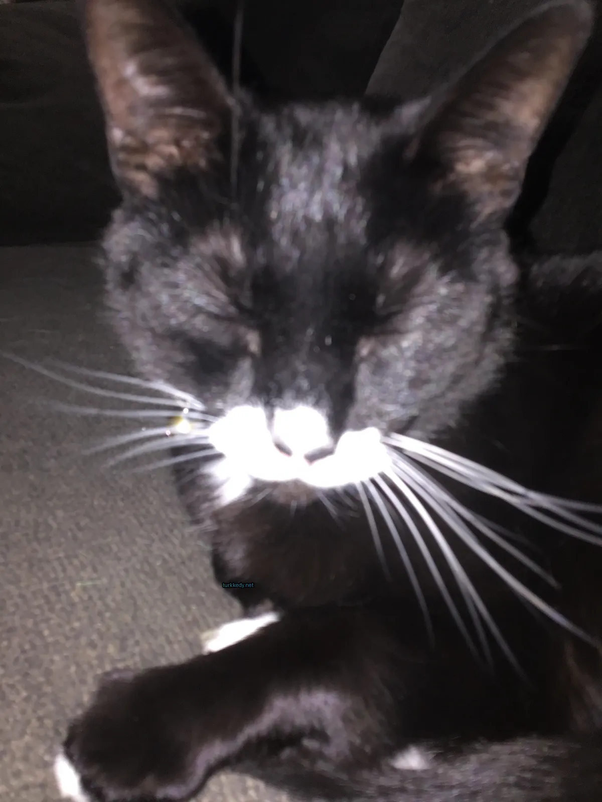 Siyah ve beyaz bir kedi, beyaz burun ve kaşları olan bir kedi bir sofa üzerinde yatıyor.