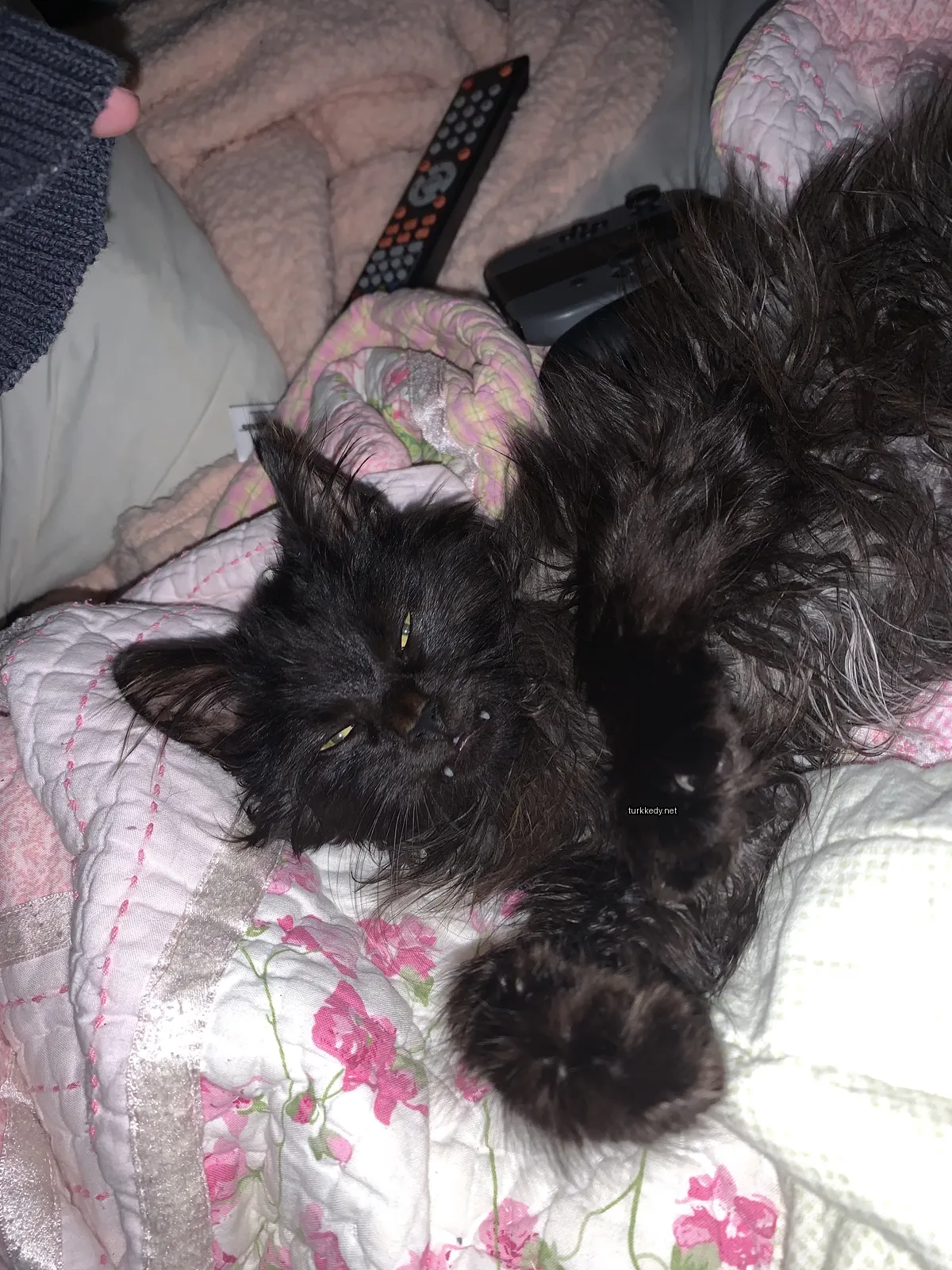 Siyah bir kedi beyaz ayakları ve pink bir battaniyesi var.