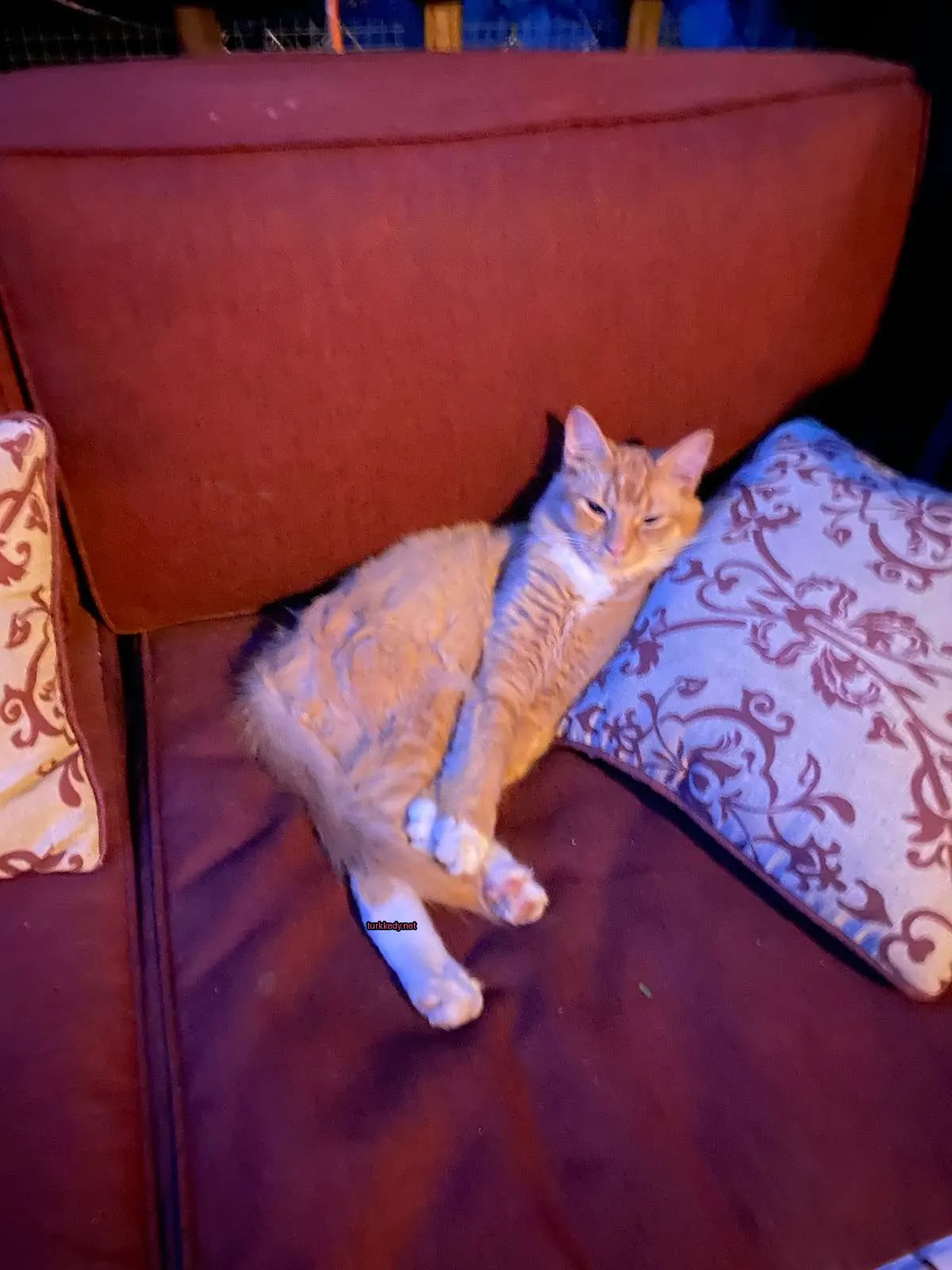 Koyu ve beyaz bir deri desenine sahip bir kedi bir sofa üzerinde yatıyor.