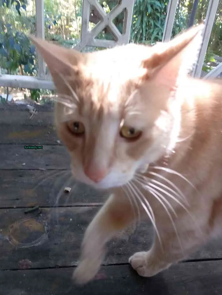 Beyaz ve sarı bir kedi, beyaz yüz ve tırnaklarıyla ahşap bir platformda yürüyor.